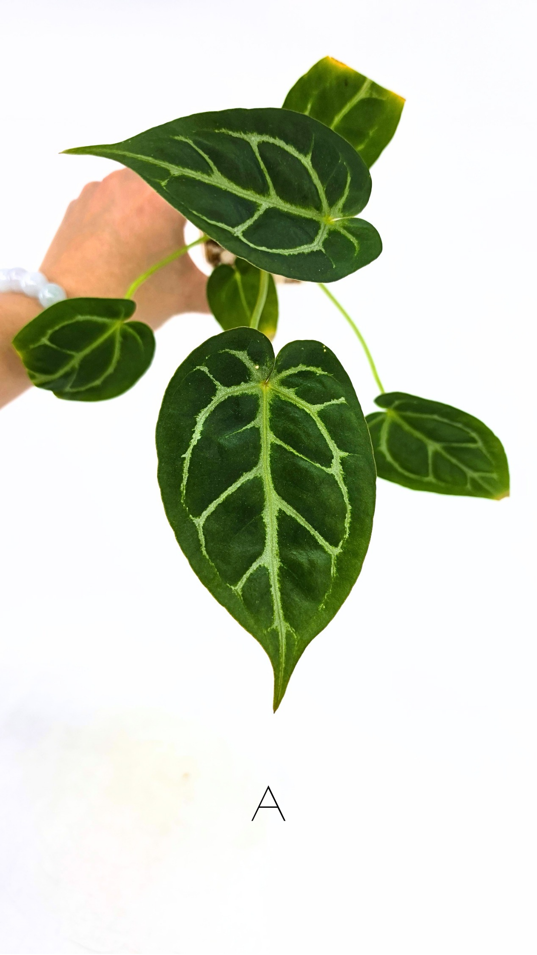 Rare anthurium hybrid Anthurium Dark Forgetii x Bessae Aff X Anthurium Michelle by The Leaf Gallery in Perth, Western Australia