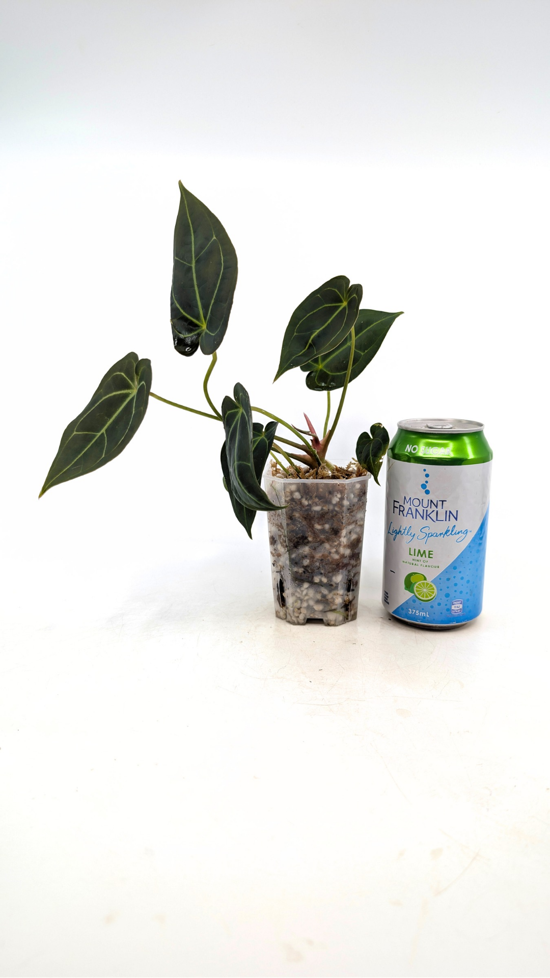 Rare anthurium hybrid Dark Forgetii x Bessae Aff available from rare plant shop The Leaf Gallery in Perth, Western Australia