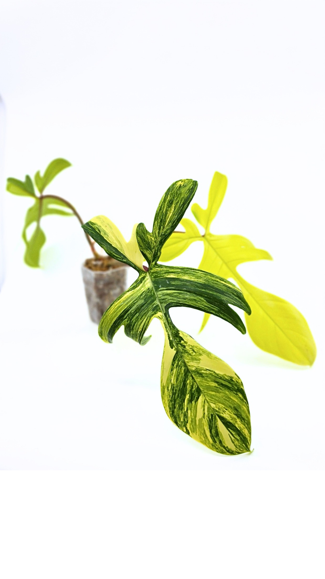 Rare indoor plant Philodendron Florida Beauty Varigated available at rare plant shop The Leaf Gallery in Perth, Western Australia