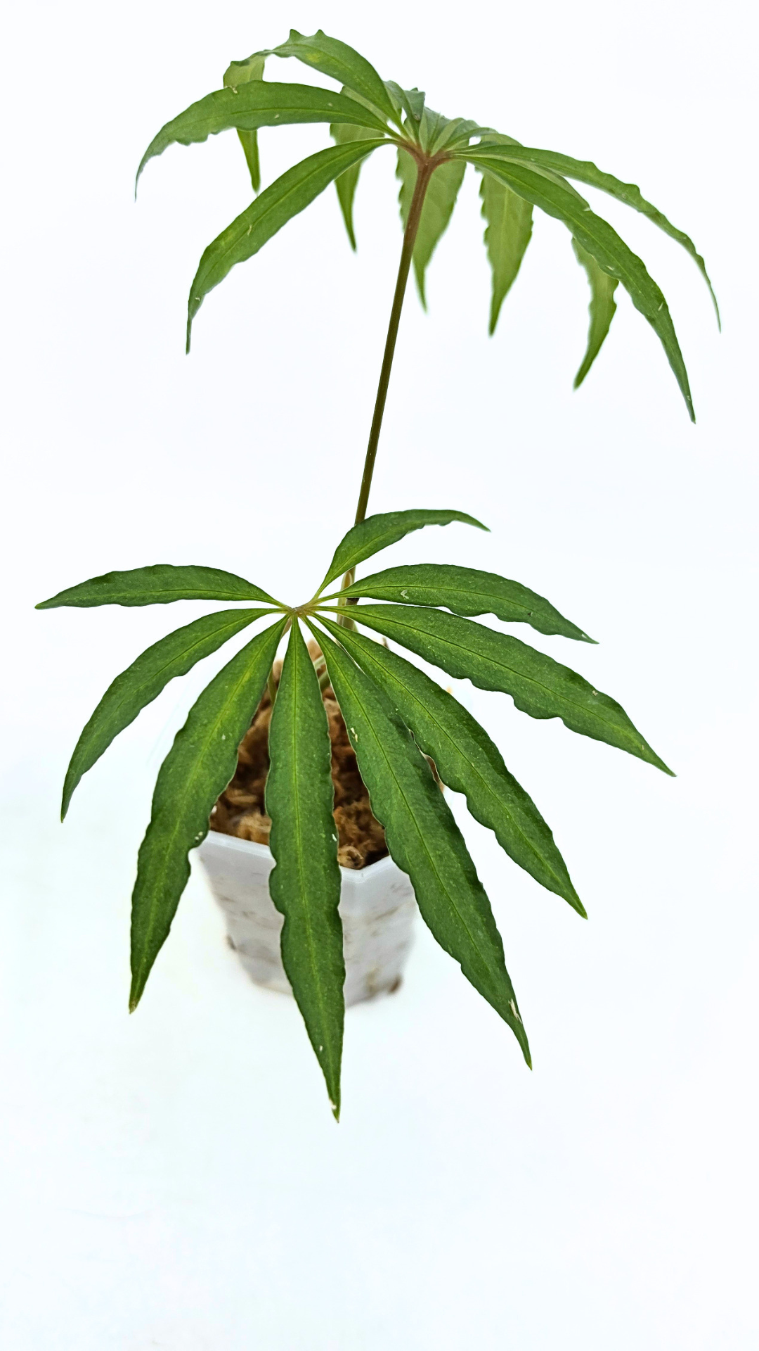 Hard to find vining house plant Anthurium Polystictum available for sale at rare plant shop The Leaf Gallery in Perth, Western Australia