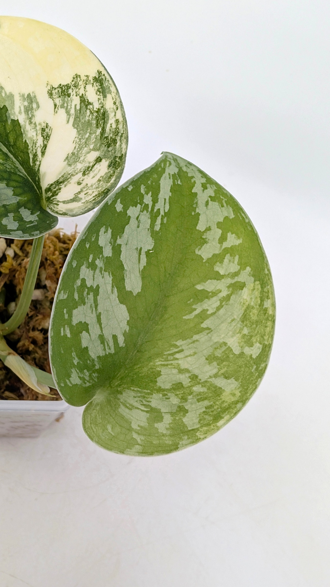 Rare scindapsus Mayari Aurea varigated available for sale at rare plant shop The Leaf Gallery in Perth, Western Australia