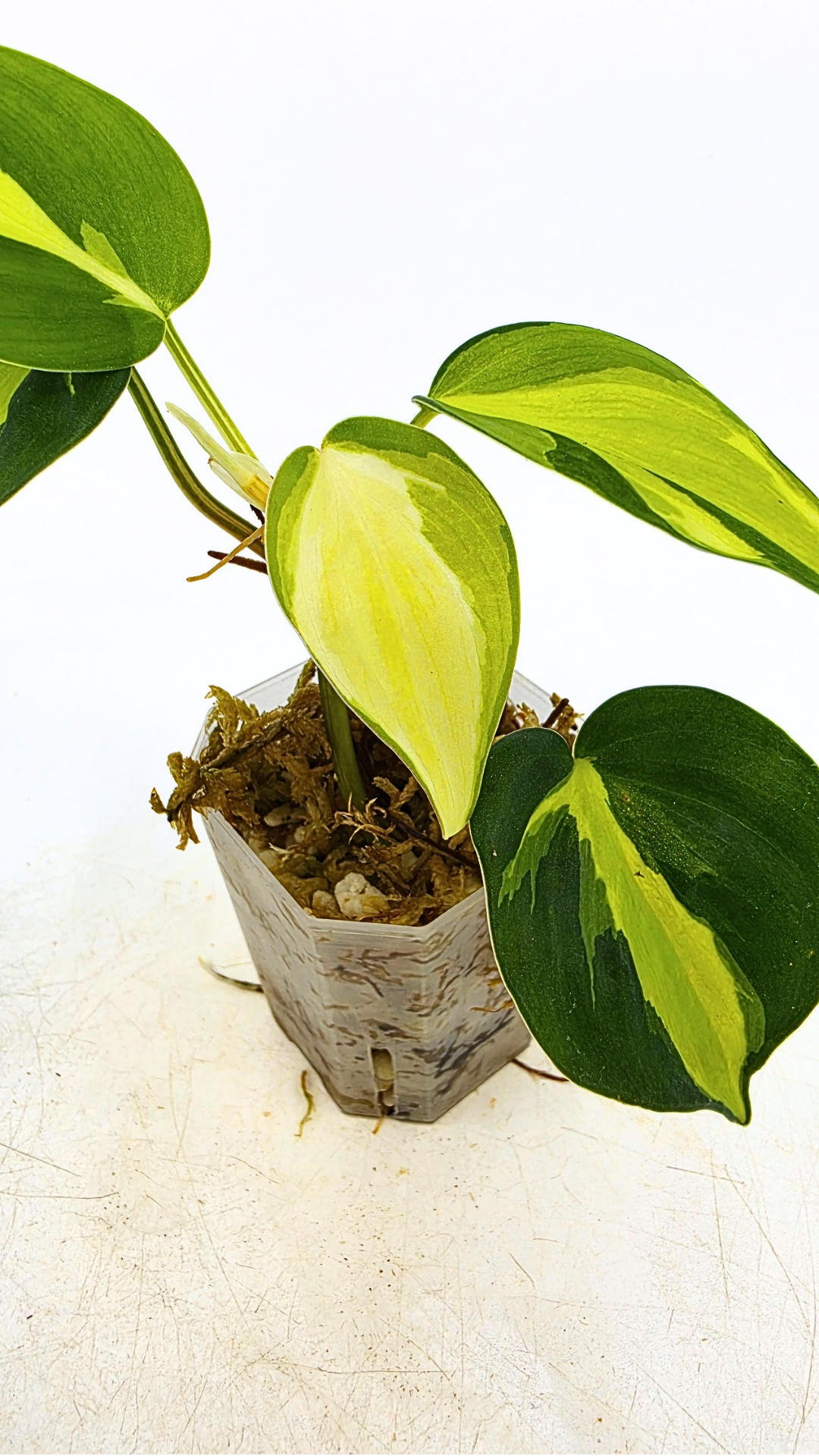 Rare indoor plant Philodendron Cream Splash available at rare plant shop The Leaf Gallery in Perth, Western Australia