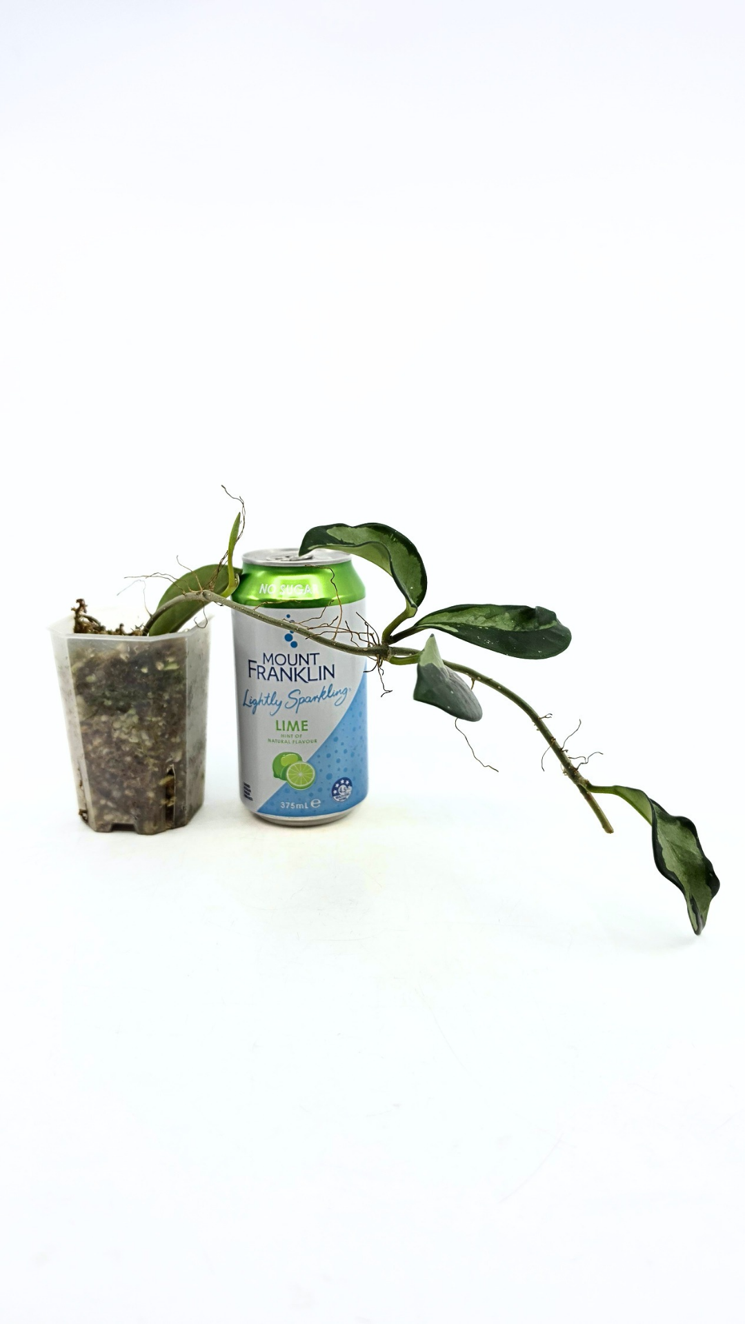 Rare Hoya AH074 available for sale at rare plant shop The Leaf Gallery in Perth, Western Australia