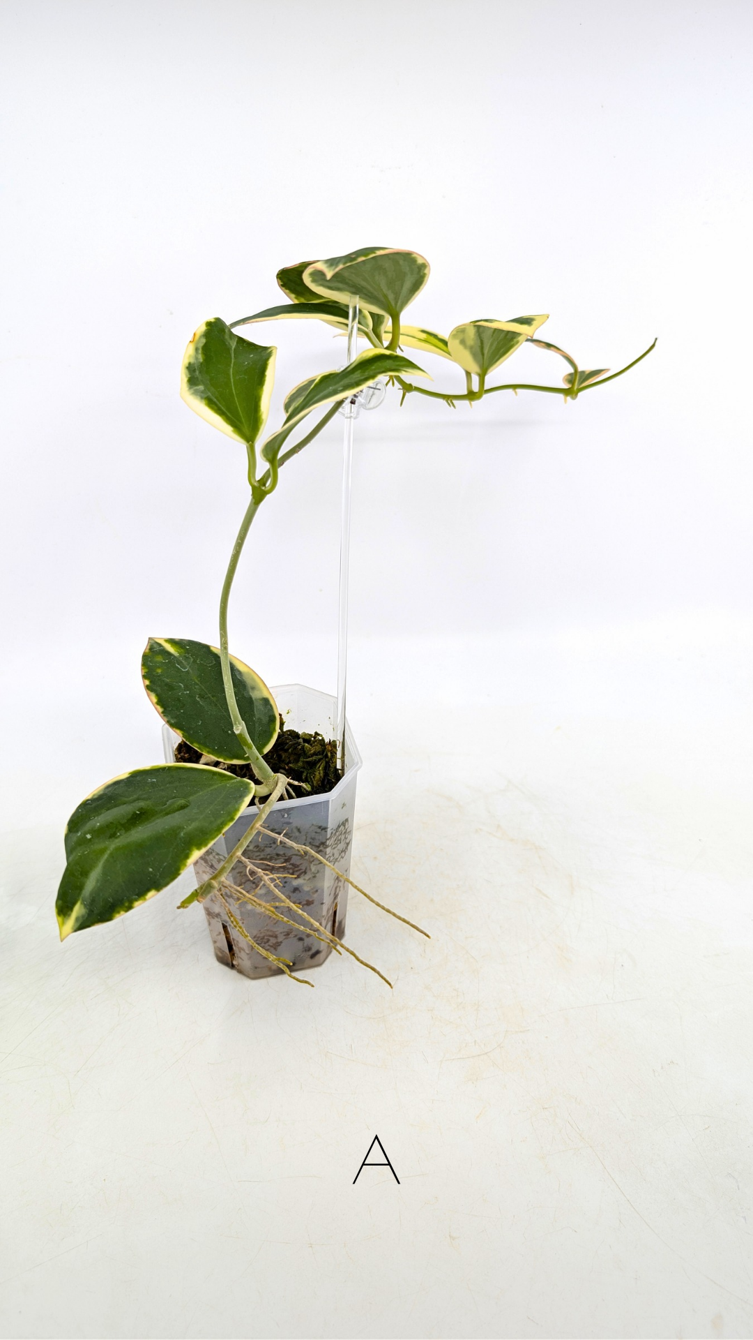 Rare waxplant Hoya sp Para Albomarginata available for sale at rare indoor plant shop The Leaf Gallery in Perth, Western Australia