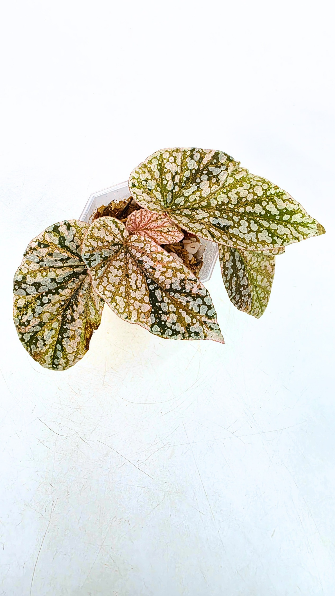 Rare Begonia Snow Capped Pink Variegated available for sale at rare plant shop The Leaf Gallery in Perth, Western Australia
