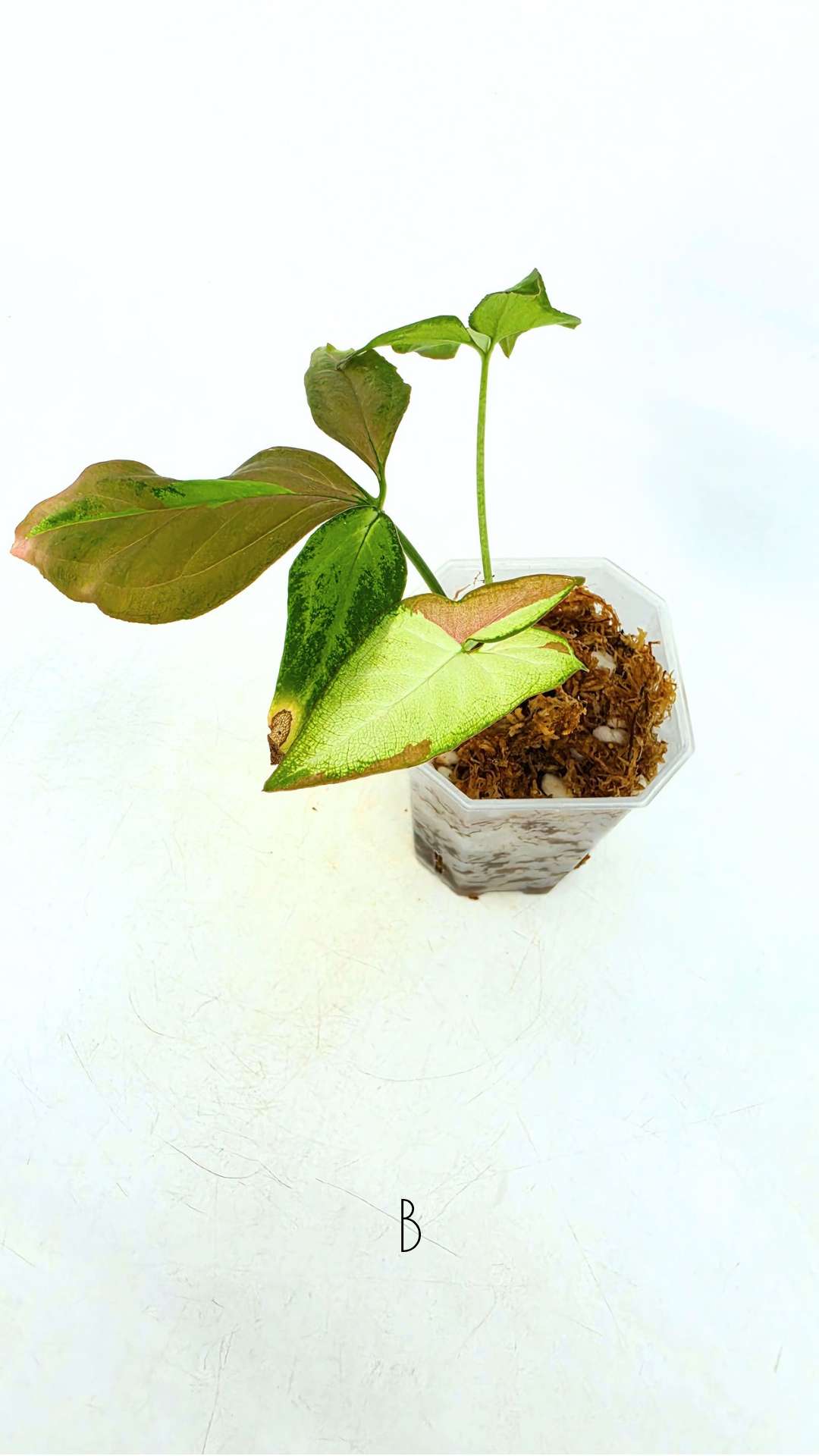 Syngonium Redspot Tricolour