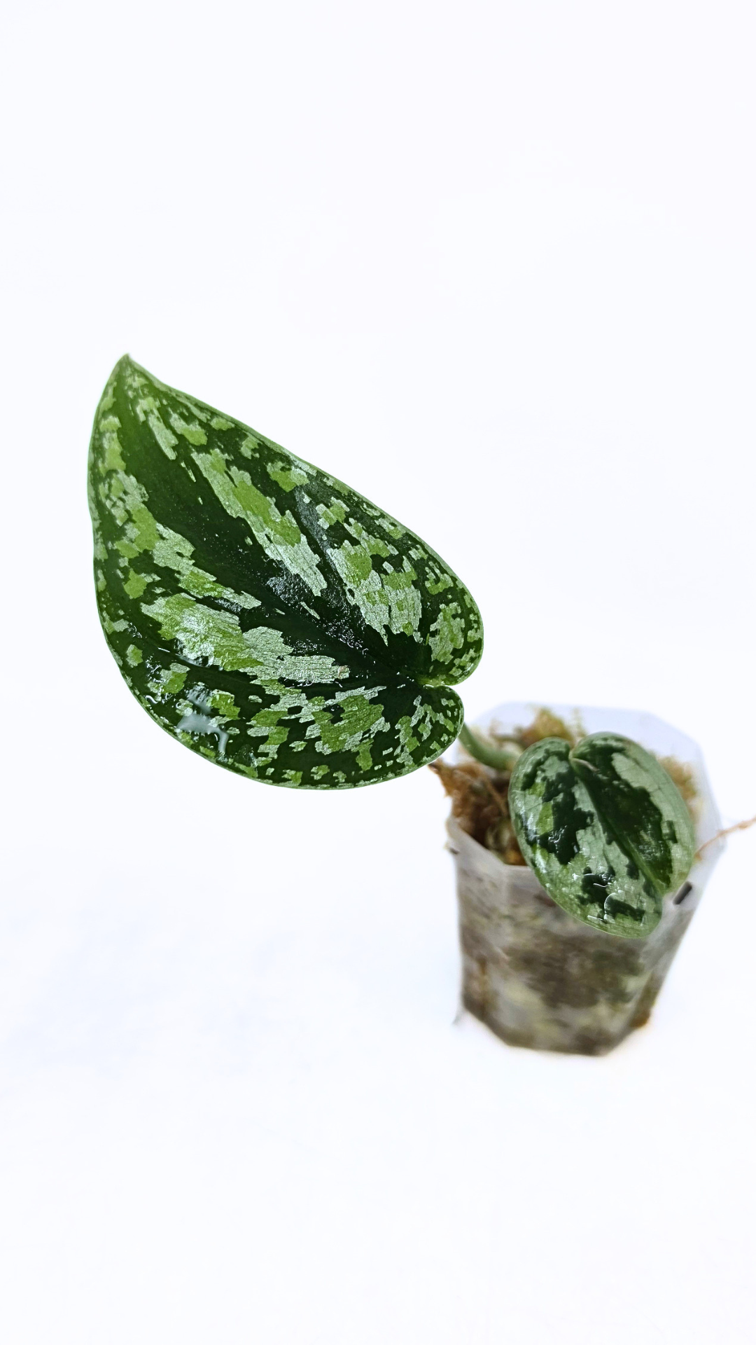Rare indoor plant Scindapsus Silver Tricolour available for sale at rare house plant shop The Leaf Gallery in Perth, Western Australia