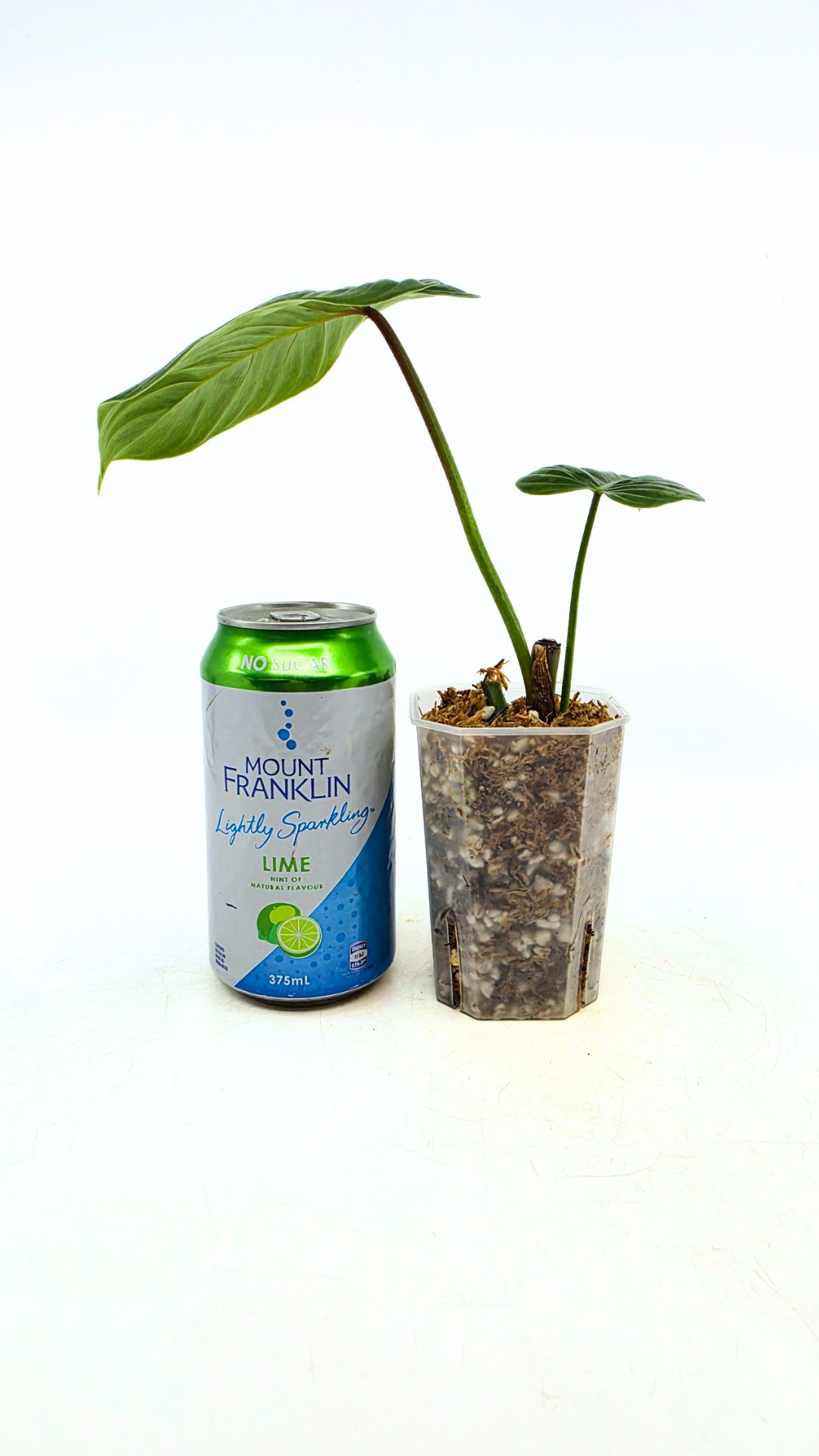 Uncommon indoor plant Philodendron Sodiroi available at rare plant shop The Leaf Gallery in Perth