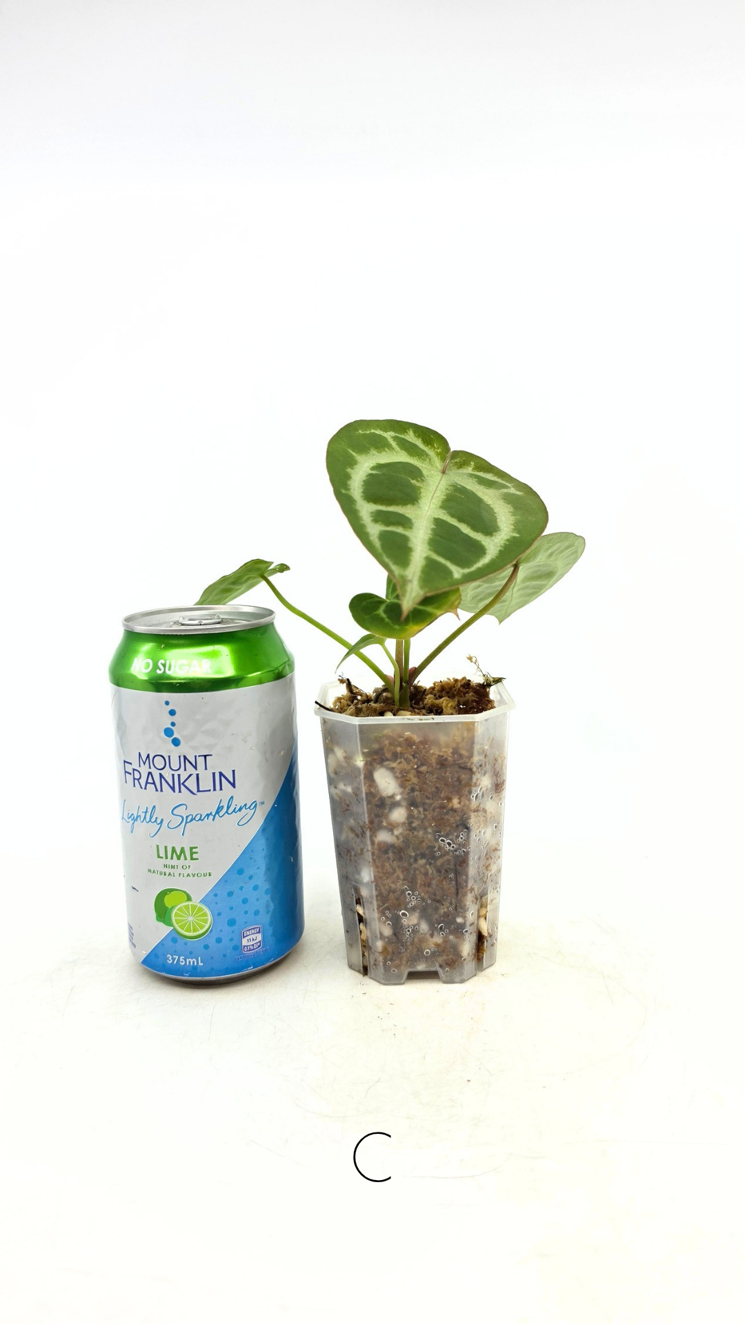 Rare anthurium hybrid Anthurium red dorayaki mutation with Anthurium Michelle by The Leaf Gallery in Perth, Western Australia