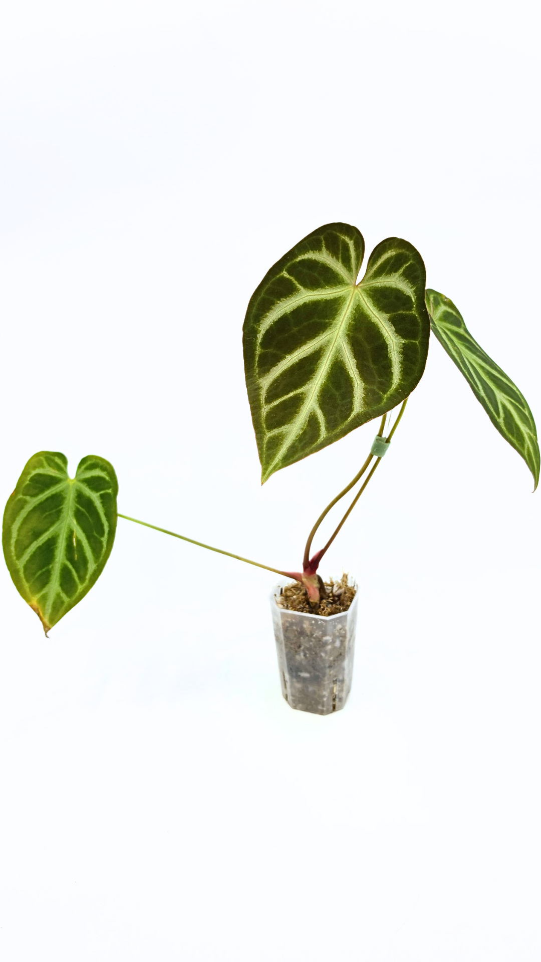 Rare indoor plant Anthurium Magnificum available for sale at rare house plant shop The Leaf Gallery in Perth, Western Australia