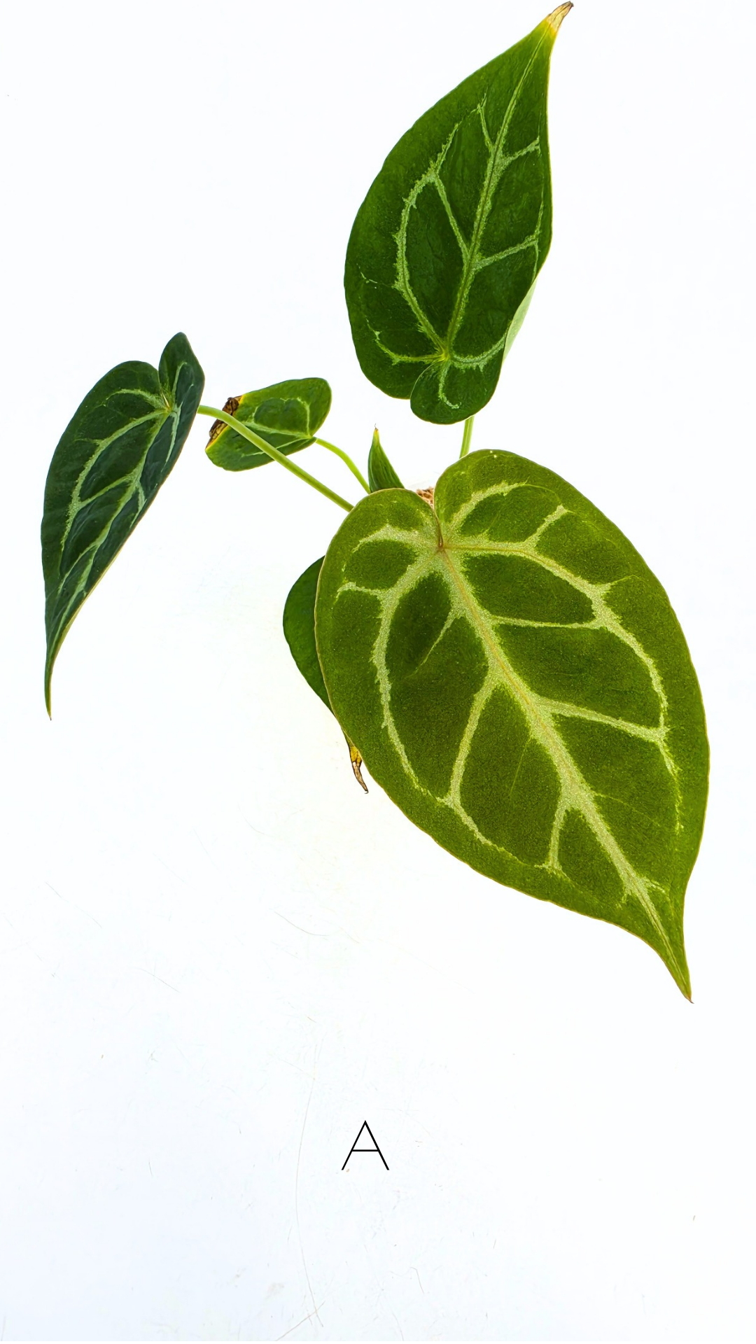 Rare anthurium hybrid Anthurium Dark Forgetii x Bessae Aff X Anthurium Michelle by The Leaf Gallery in Perth, Western Australia