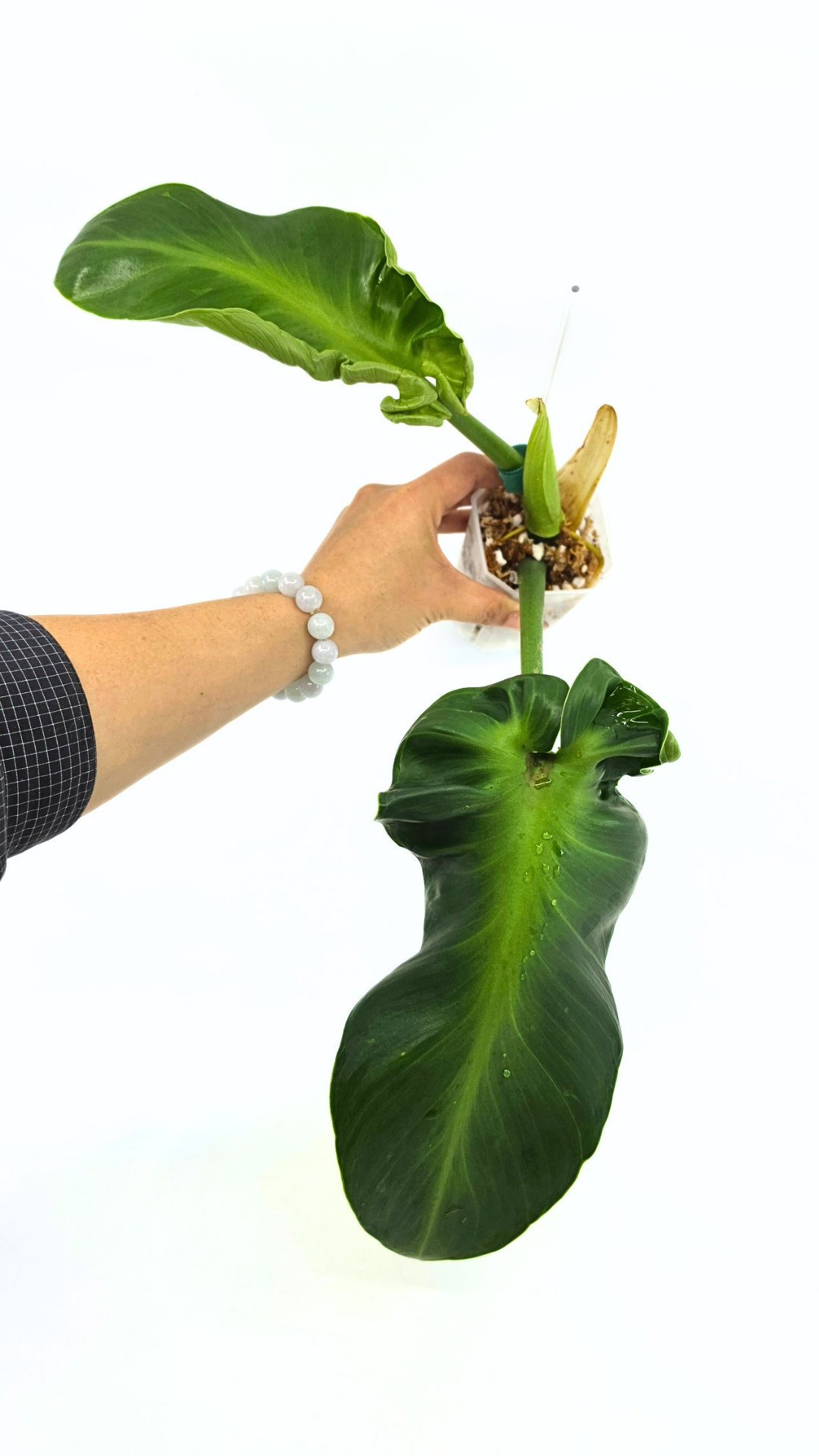 Rare indoor house plant Philodendron Rugosum also known as Pig Skin Philodendron propagated by the Leaf Gallery in Perth