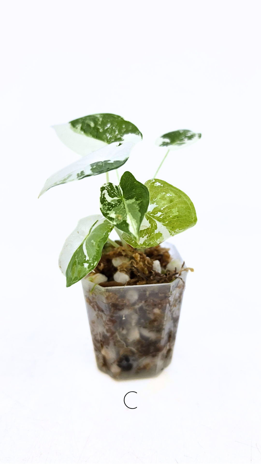 Rare indoor plant Alocasia Frydek Variegated available for sale at rare house plant shop The Leaf Gallery in Perth, Western Australia