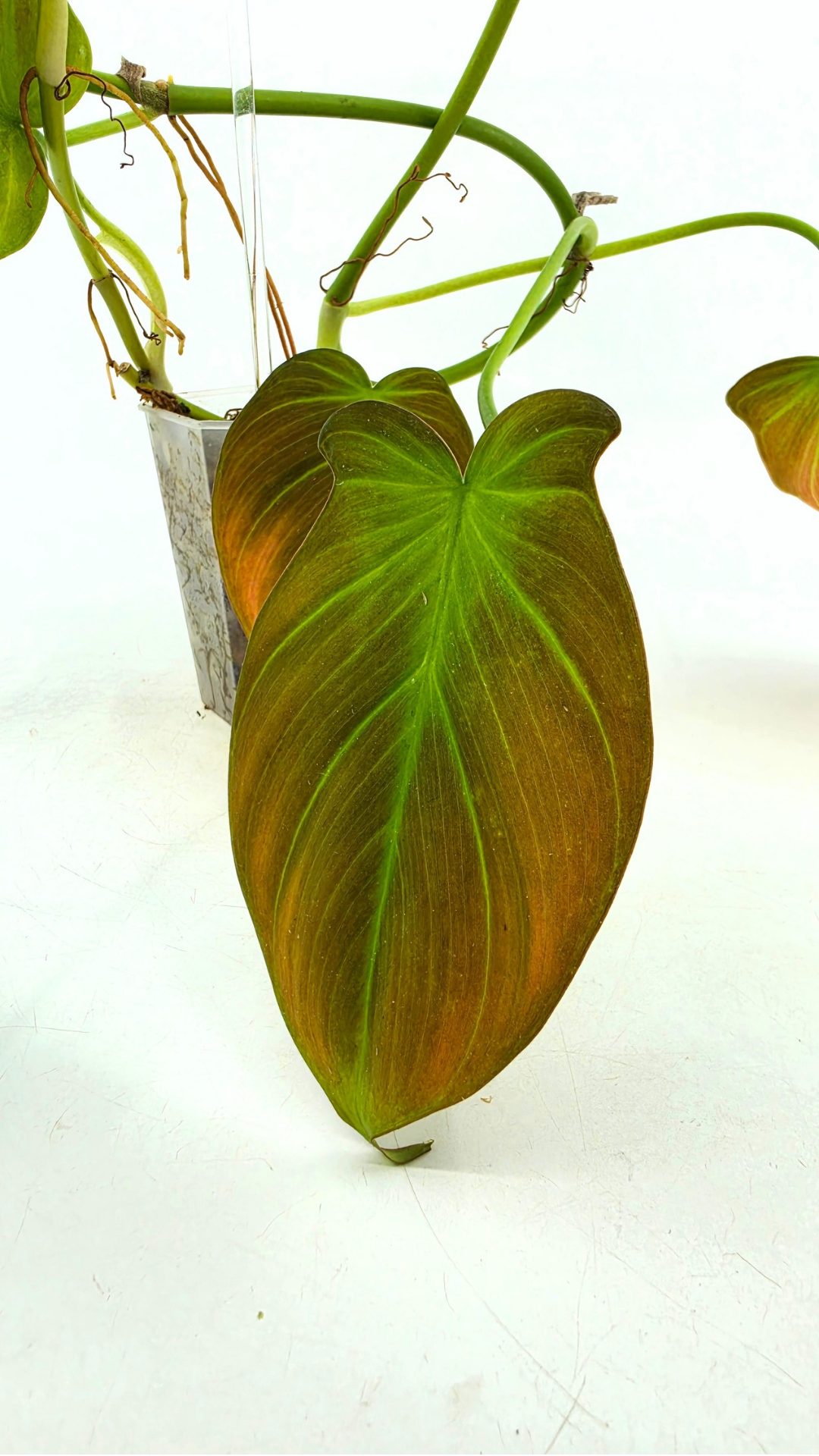 Uncommon indoor plant Philodendron Camposportoanum available for sale at rare house plant shop The Leaf Gallery in Perth, Western Australia