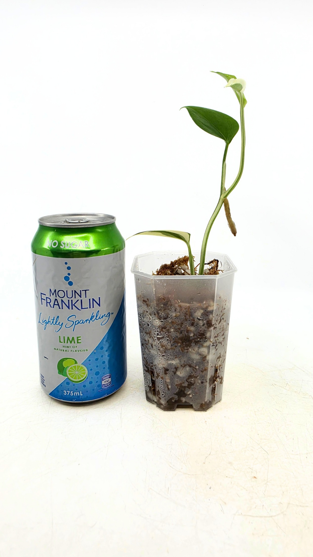 Rare plant Scindapsus Blue Albo Varigated available at rare plant shop The Leaf Gallery in Perth, Western Australia