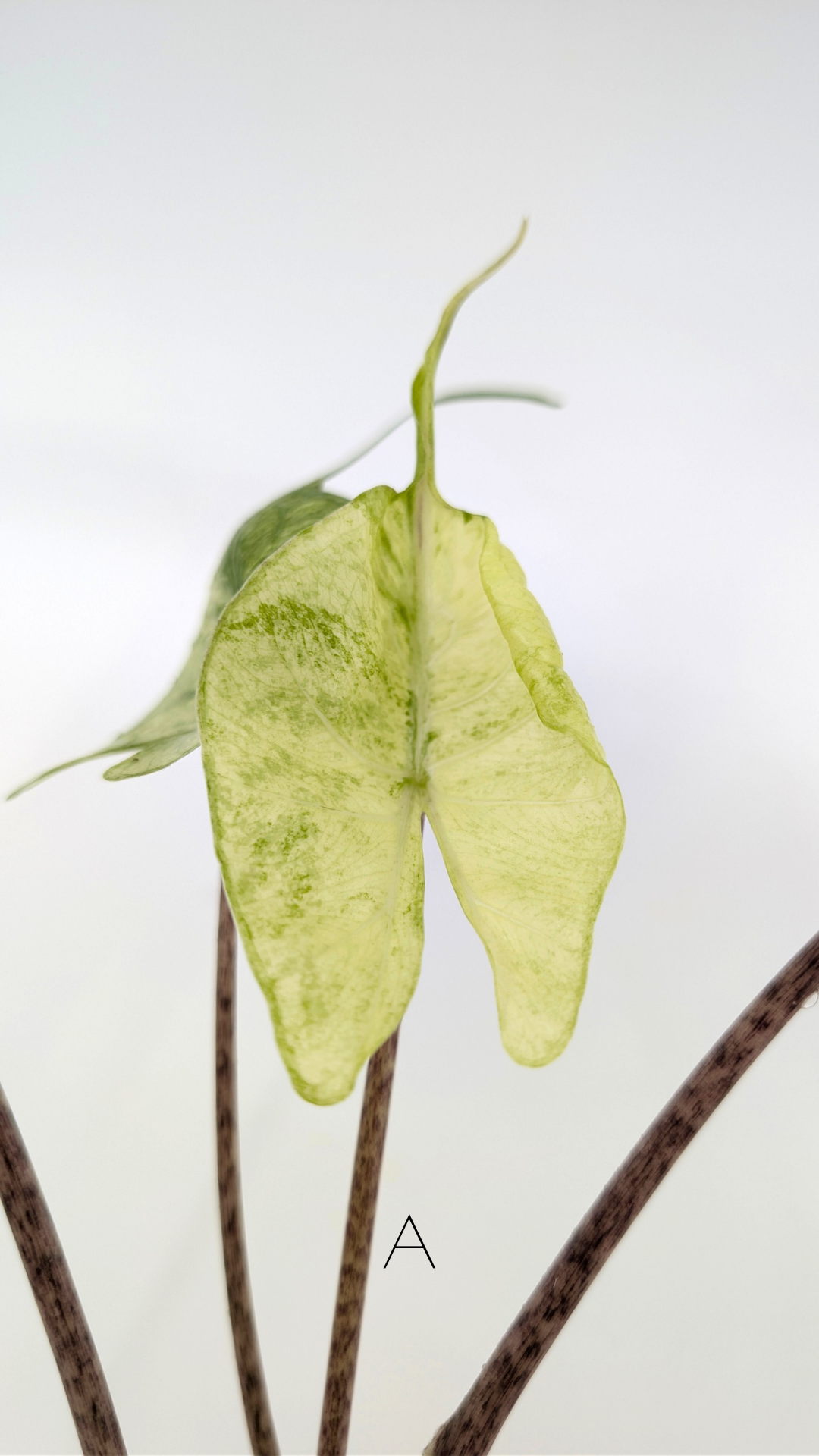 Rare indoor plannt Alocasia Stingray Mint Variegated available for sale at rare house plant shop The Leaf Gallery in Perth, Western Australia.