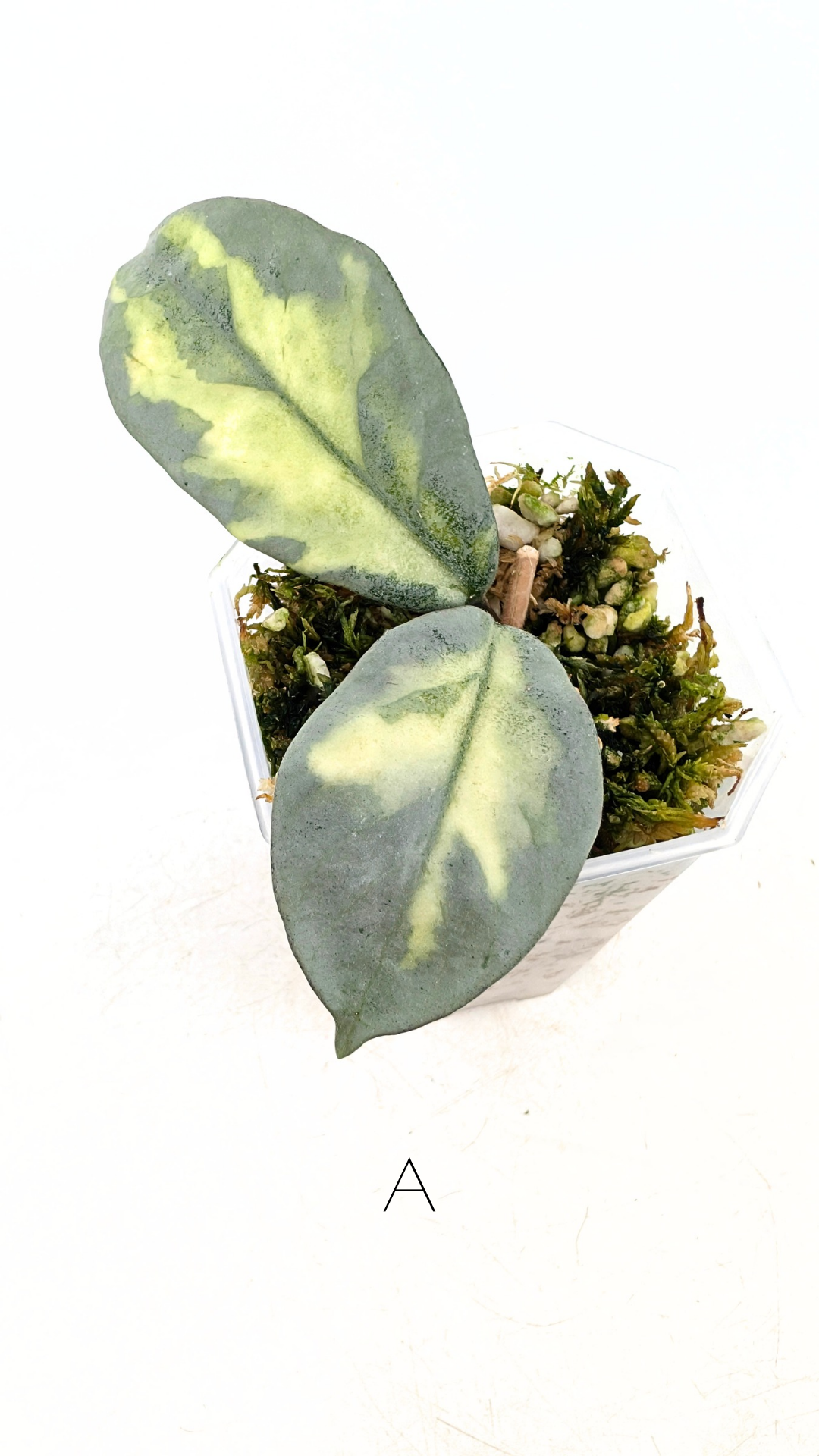 Ultra rare waxplant Hoya Argentea Princess available at rare hoya shop the Leaf Gallery in Perth, Western Australia. Rare hoya Argentea Princess is a varigated form of Hoya Nova Ghost.