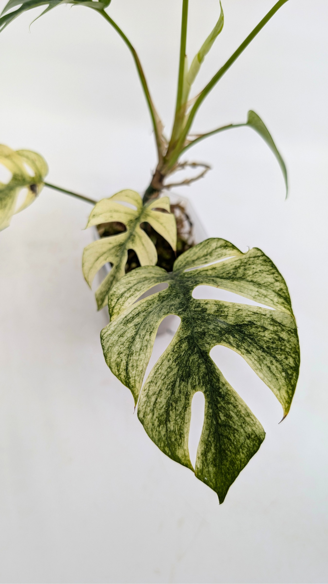 Rare indoor plant Raphidophora Tetrasperma Albo for sale by rare plant shop The Leaf Gallery in Perth, Western Australia