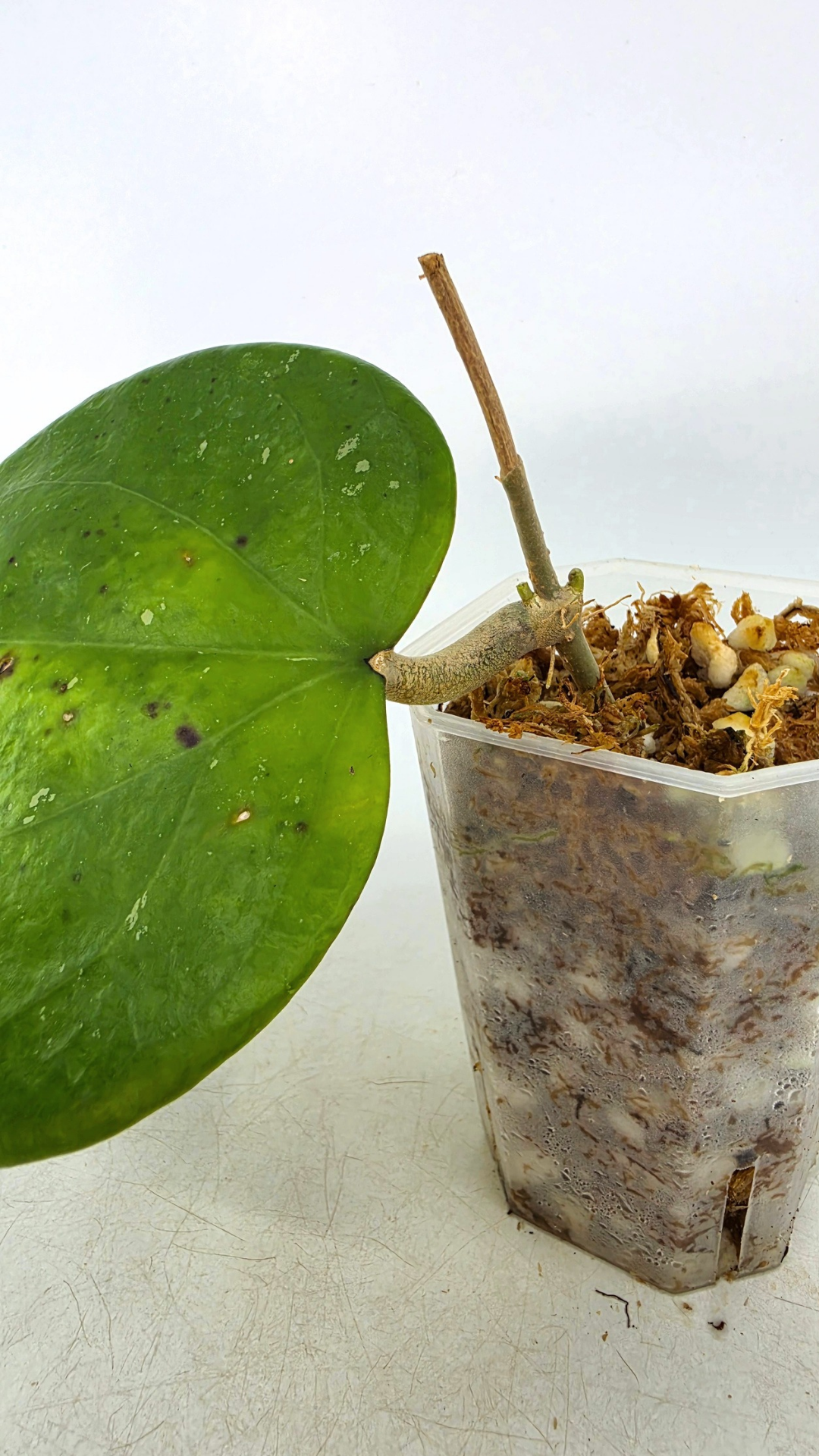 Rare waxplant Hoya Balaensis available for sale at rare indoor plant shop The Leaf Gallery in Perth, Western Australia