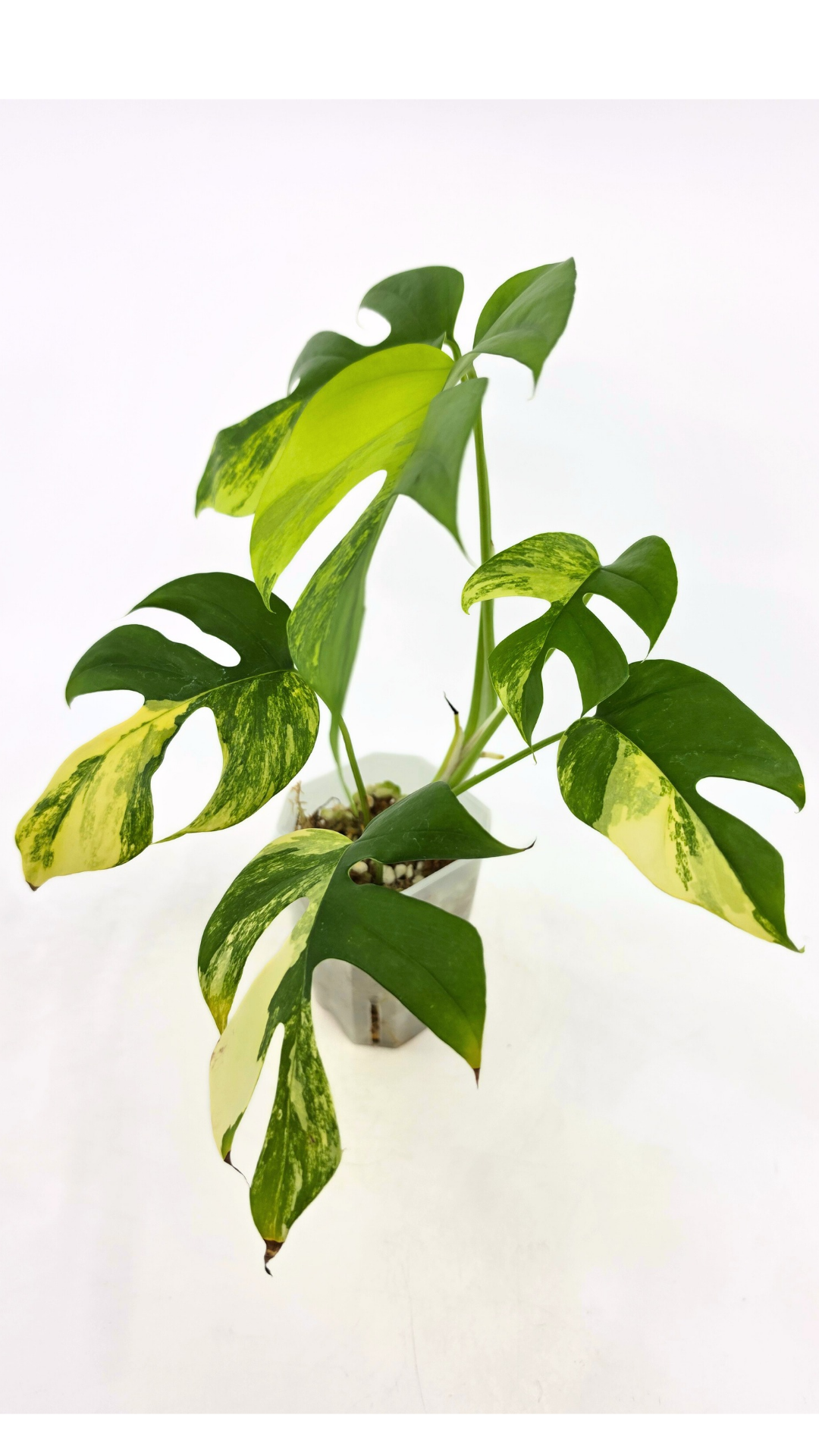 Rare indoor plant Raphidophora Tetrasperma Aurea for sale by rare plant shop The Leaf Gallery in Perth