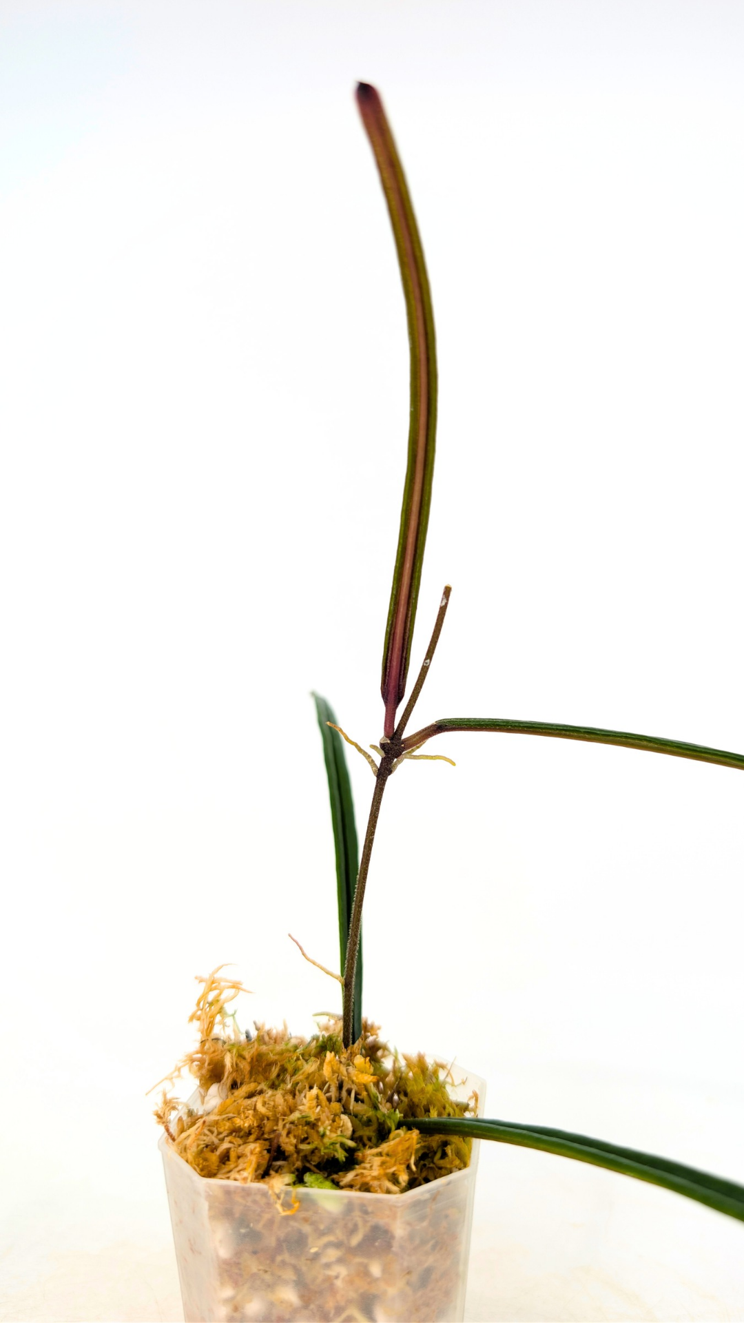 Rare waxplant Hoya Insularis available for sale at rare indoor plant shop The Leaf Gallery in Perth, Western Australia