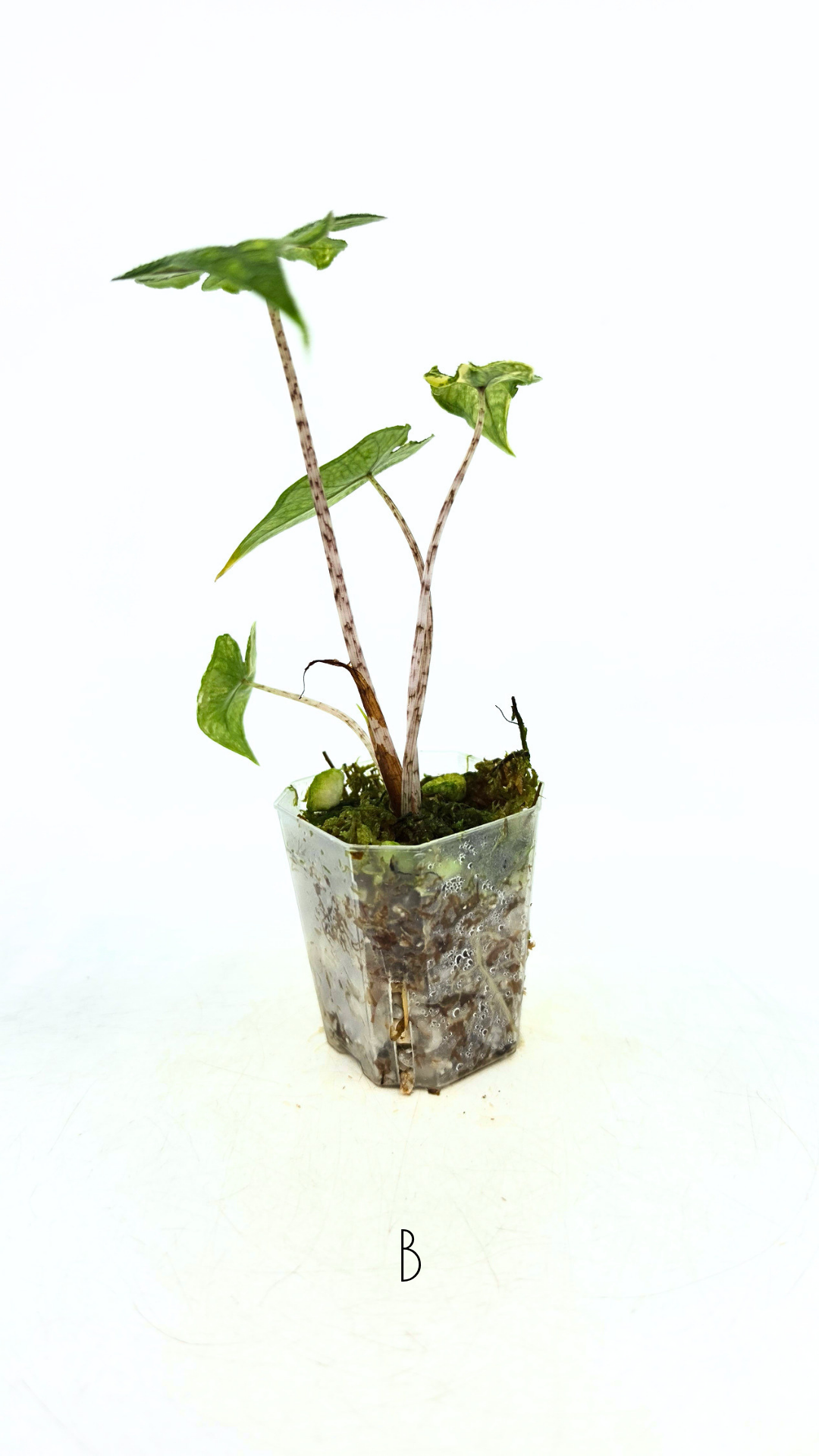 Rare indoor plant Alocasia Jacklyn Variegated available for sale at rare house plant shop The Leaf Gallery in Perth, Western Australia.