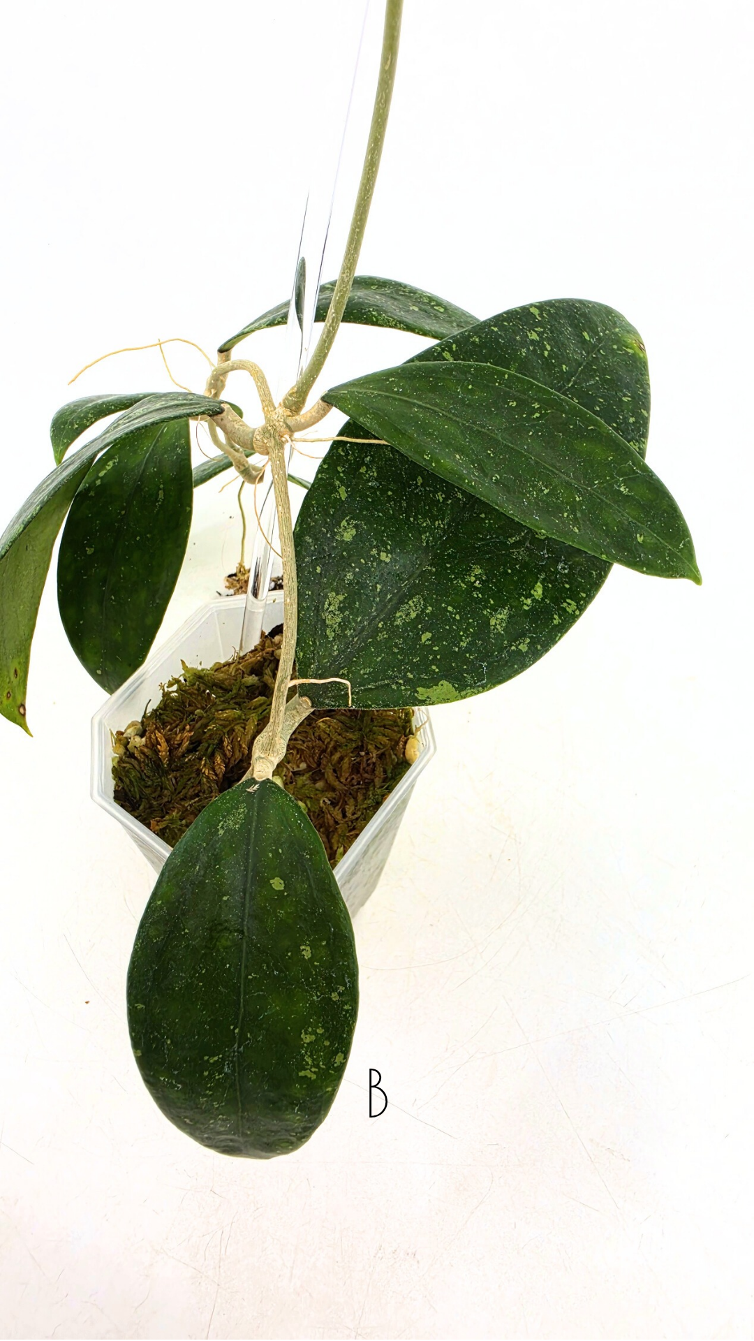 Rare waxplant Hoya Ko Chag Island available for sale at rare indoor plant shop The Leaf Gallery in Perth, Western Australia