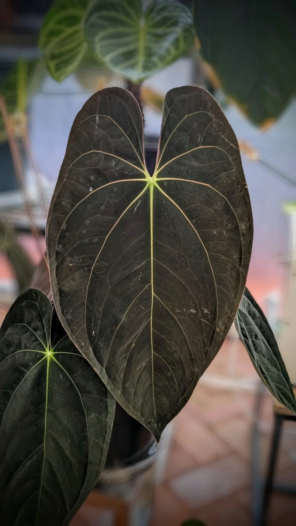 Rare Anthurium Magnificum x Papillilaminum seed packs  The Leaf Gallery