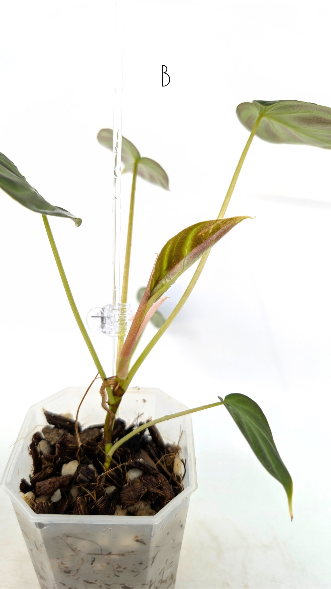 Rare indoor plant Philodendron Verrucusom Mint Variegated available for sale at rare house plant shop The Leaf Gallery in Perth, Western Australia