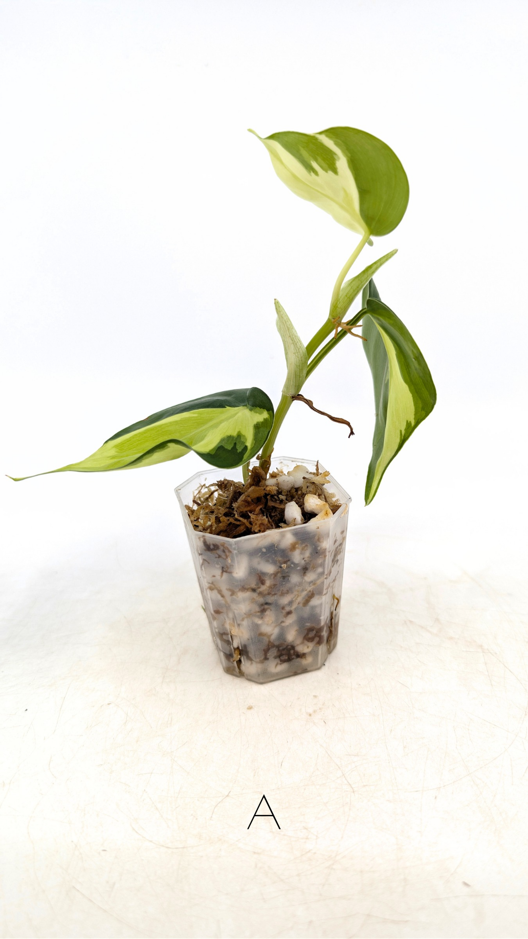 Rare indoor plant Philodendron Cream Splash available at rare plant shop The Leaf Gallery in Perth, Western Australia