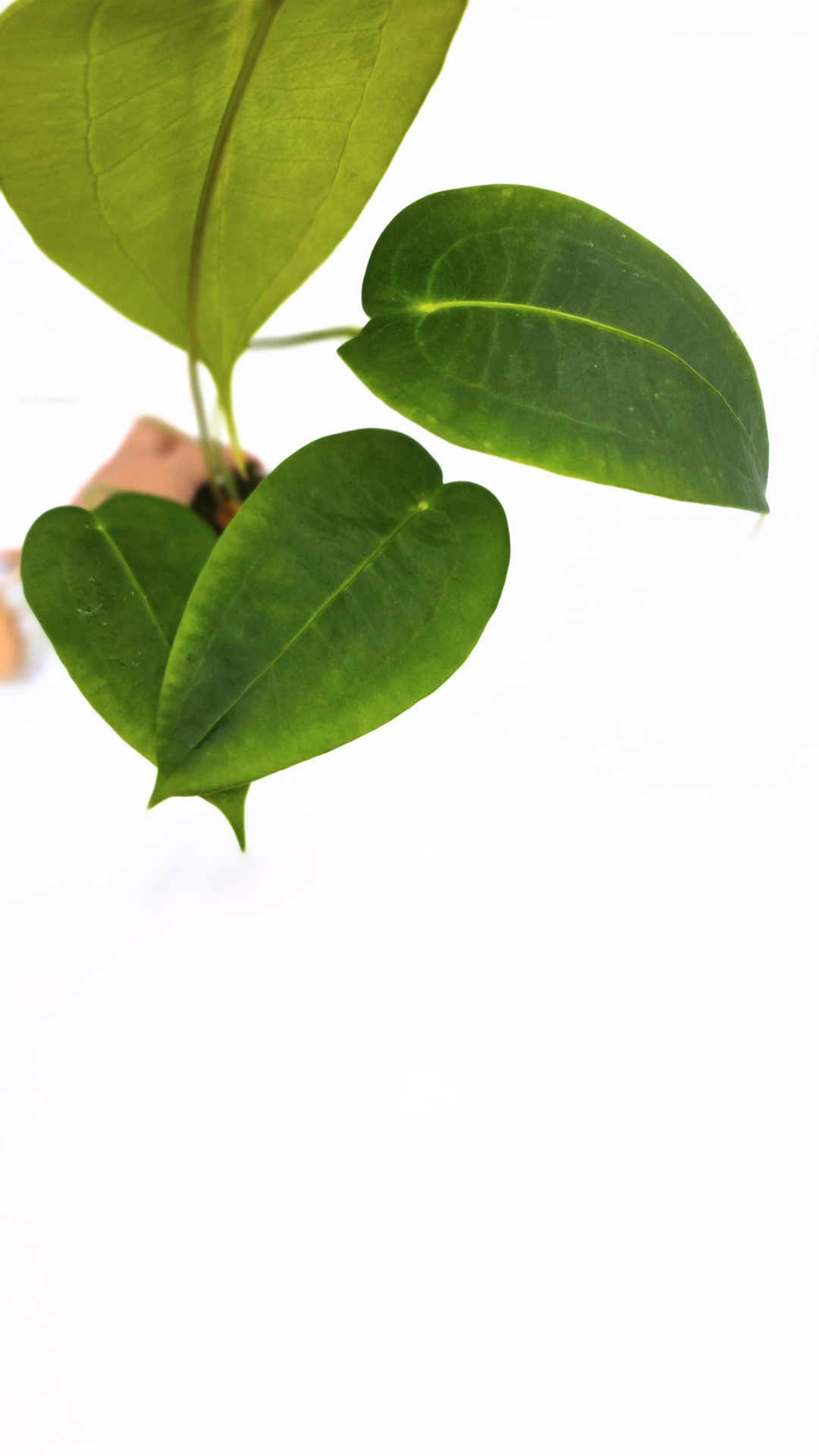Rare house plant Anthurium Peltigerum available for sale at rare indoor plant shop The Leaf Gallery in Perth, Western Australia