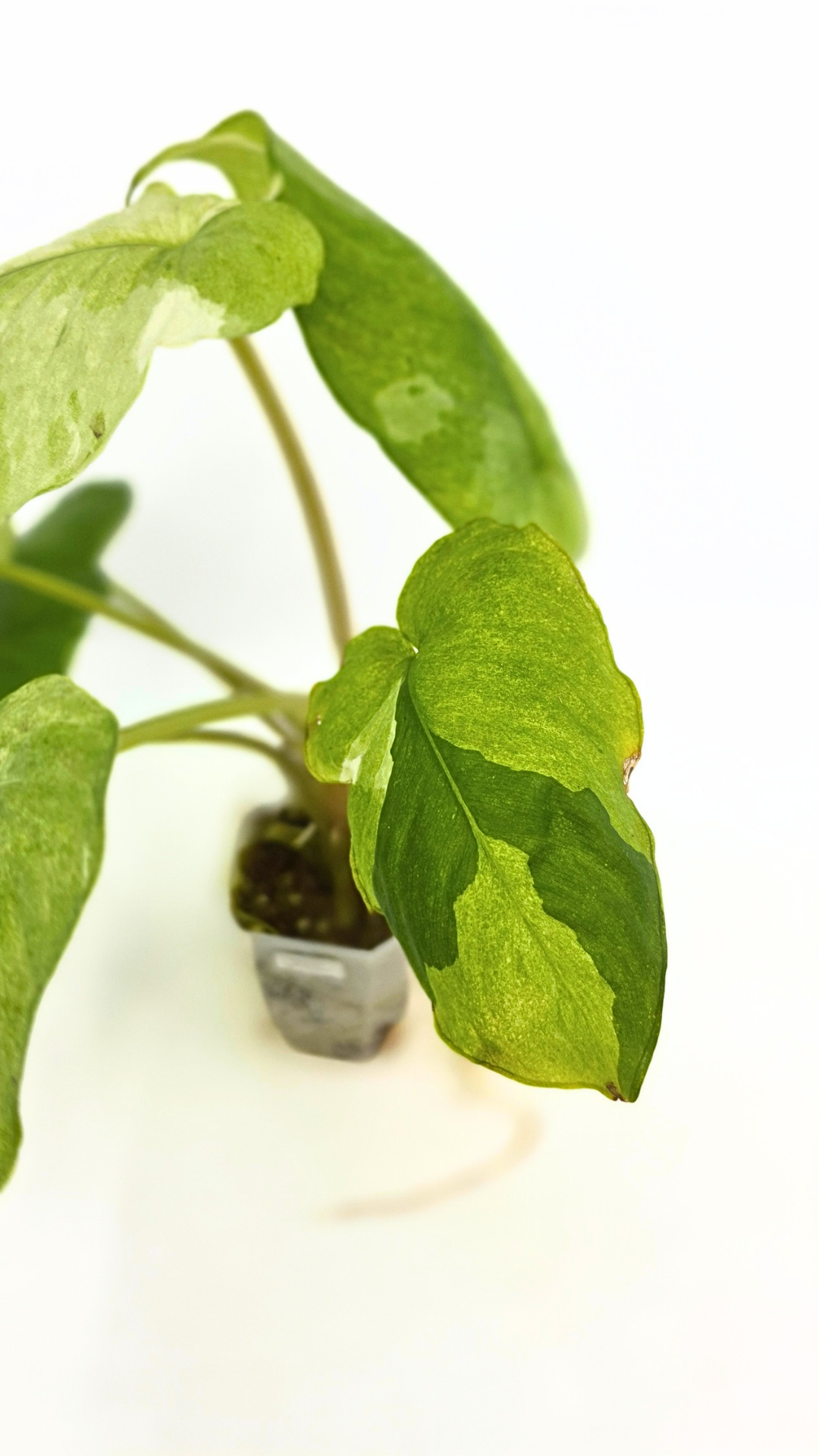 Rare indoor plant Homalomena Sp Borneo Marble Variegated available for sale at rare plant shop The Leaf Gallery in Perth, Western Australia
