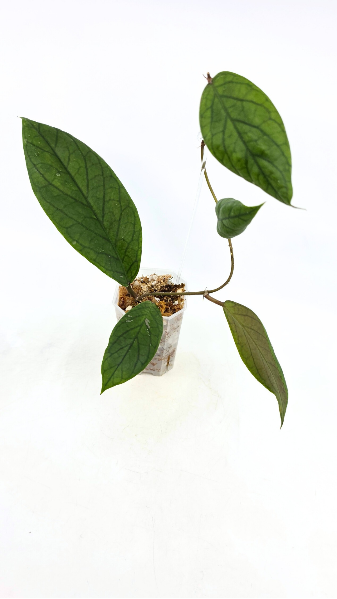 Rare waxplant Hoya Vitellinoides available for sale at rare indoor plant shop The Leaf Gallery in Perth, Western Australia