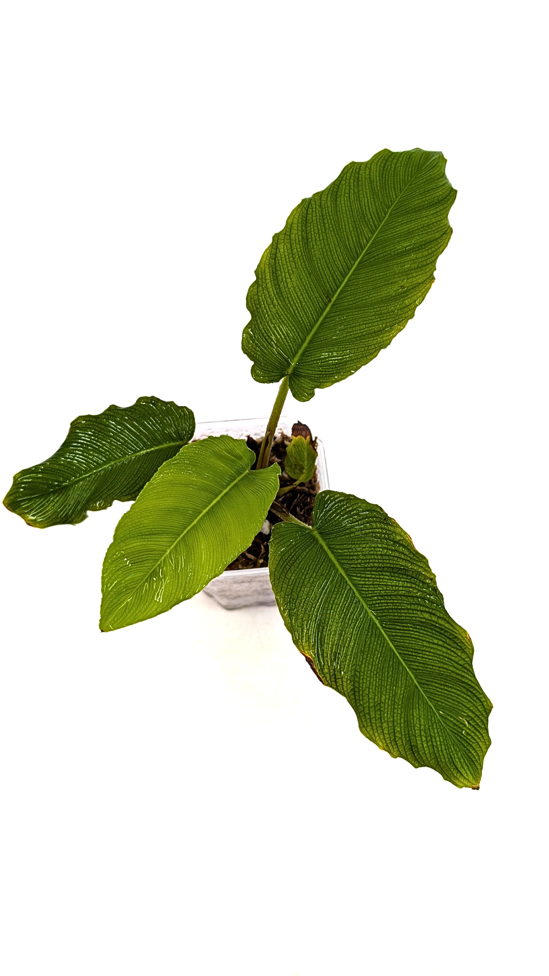 Rare indoor plant Adelonema Corrugada  available for sale at rare plant shop The Leaf Gallery in Perth, Western Australia