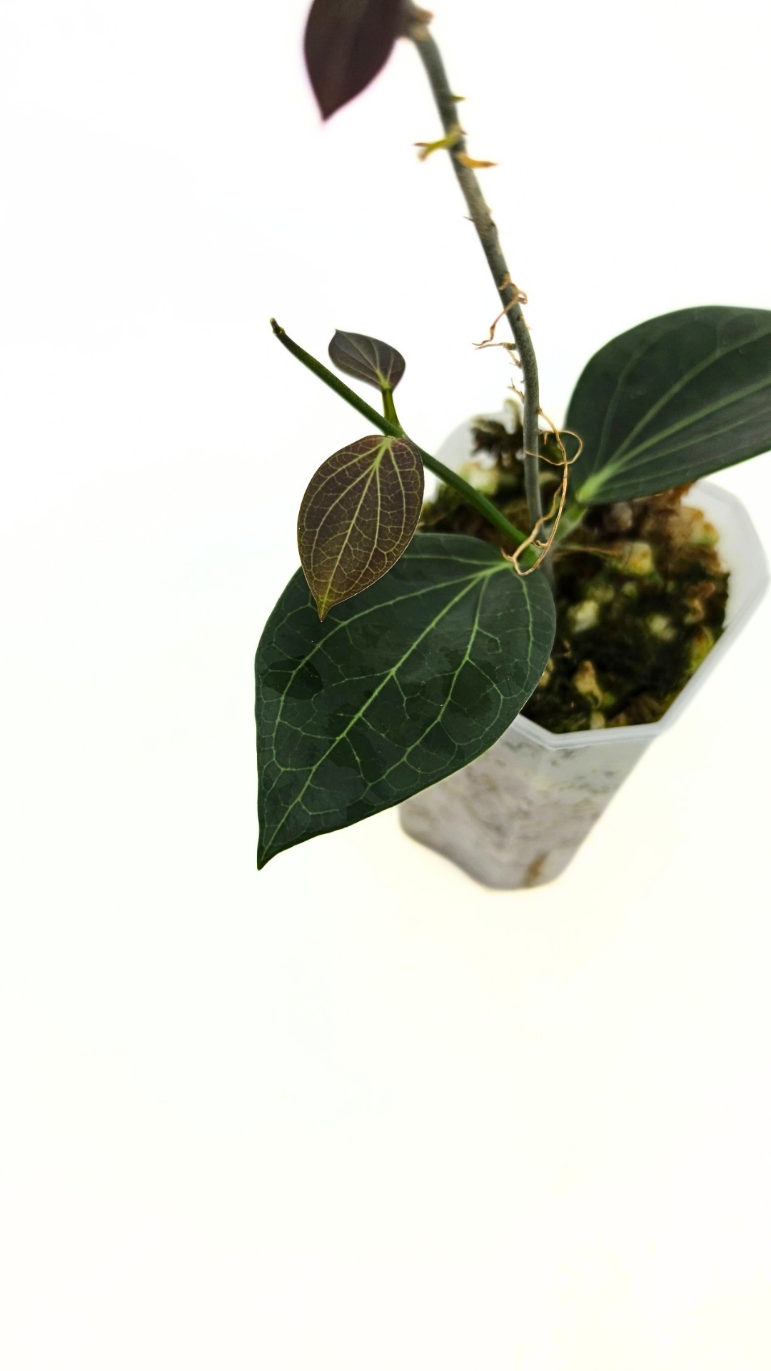 Rare waxplant Hoya Hellwigiana IML1101 available for sale at rare plant shop The Leaf Gallery in Perth, Western Australia