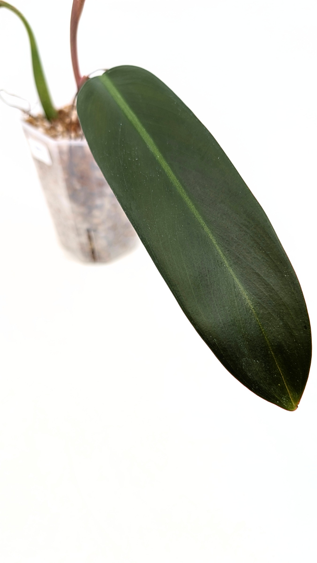 Rare indoor plant Philodendron Bicolour available for sale at rare house plant shop The Leaf Gallery in Perth, Western Australia