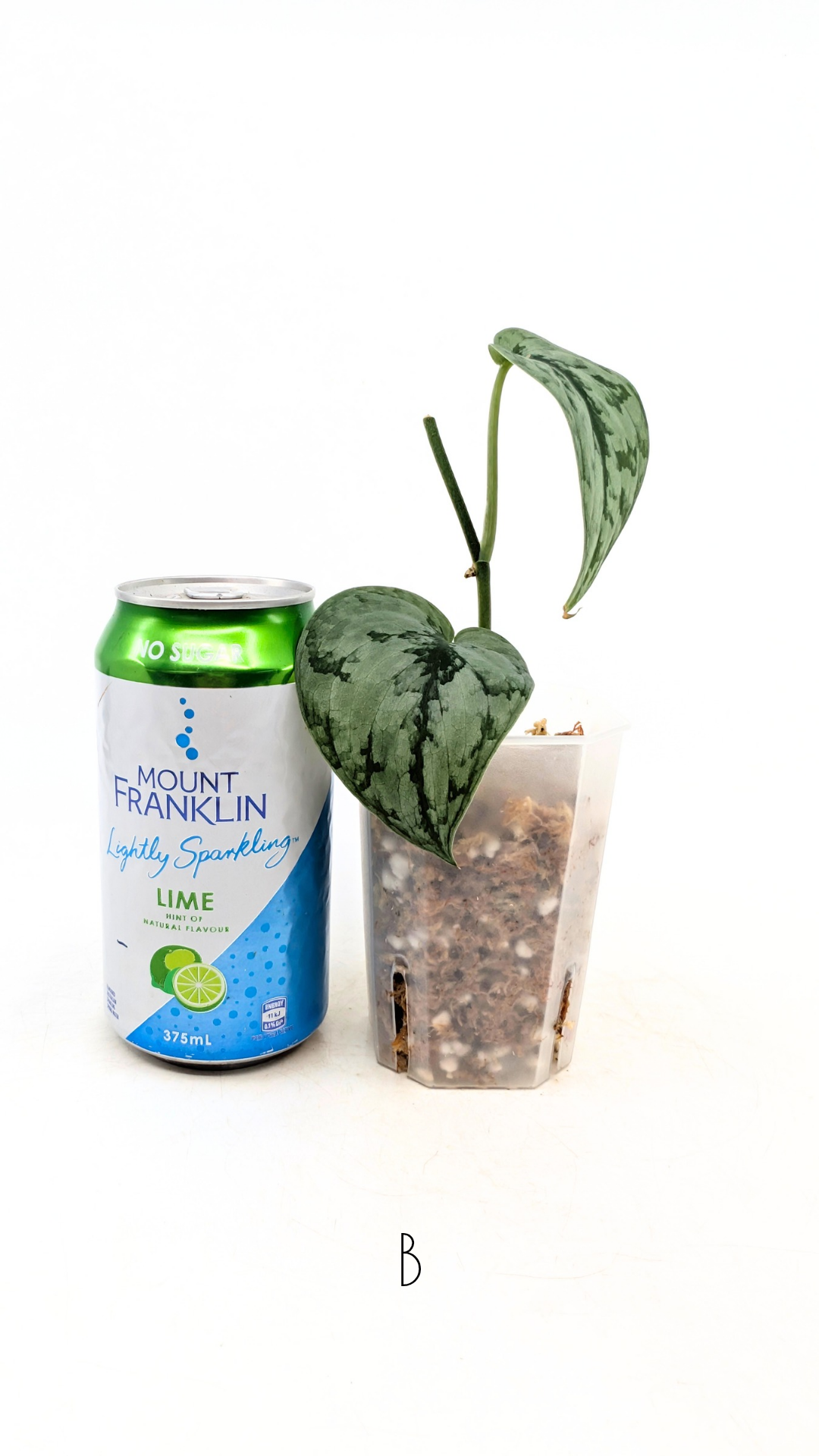 Rare indoor plant Scindapsus silver cloud available for sale at rare plant shop The Leaf Gallery in Perth, Western Australia