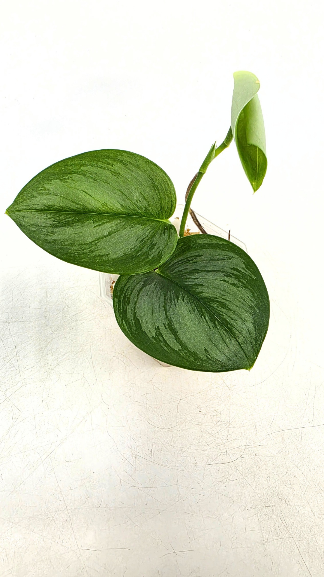 Rare indoor plant Scindapsus Treubii Moonlight available for sale at rare house plant shop The Leaf Gallery in Perth, Western Australia