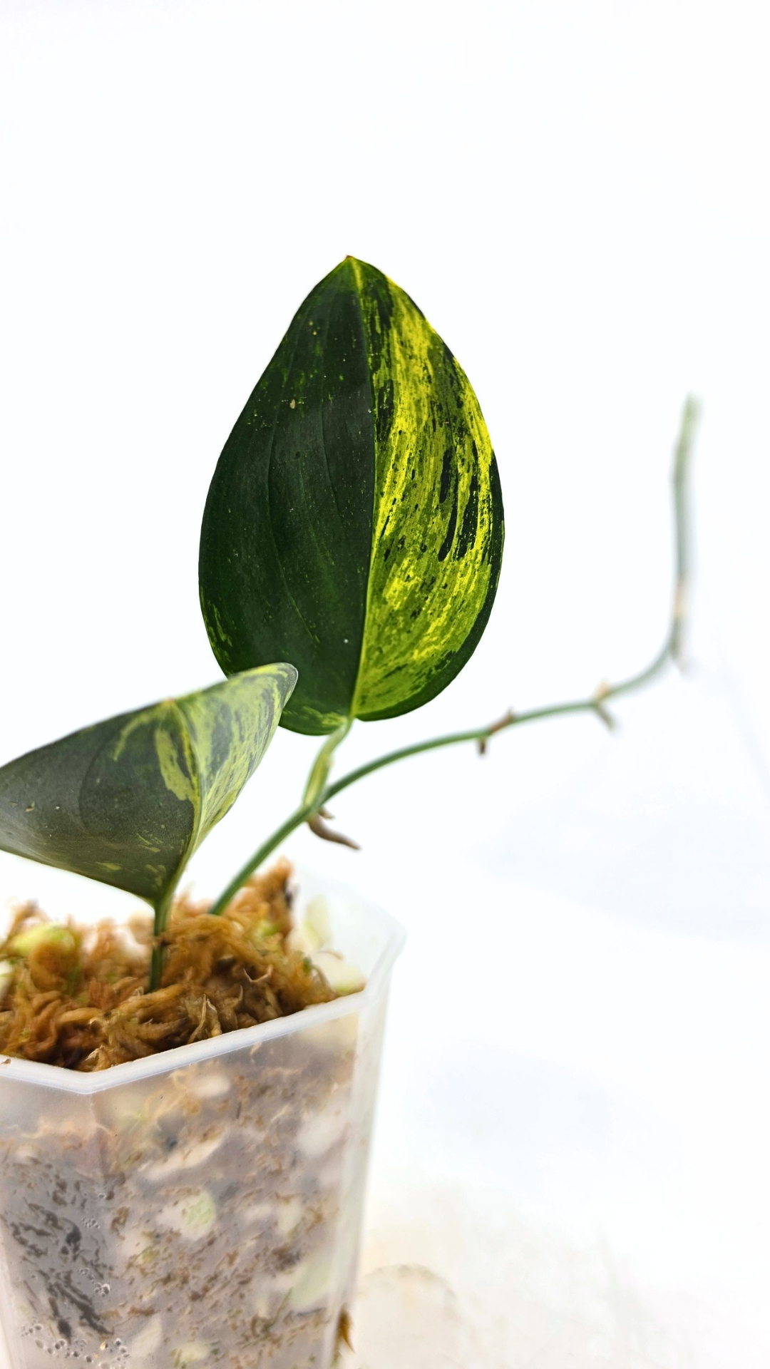 Rare indoor plant Scindapsus Treubii Dark Aurea Varigated available for sale at rare house plant shop The Leaf Gallery in Perth, Western Australia