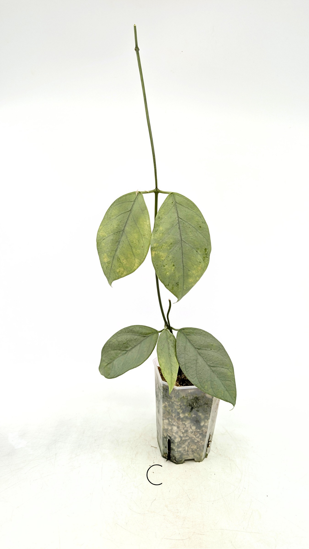 Rare waxplant Hoya Coriacea Silver available for sale at rare indoor plant shop The Leaf Gallery in Perth, Western Australia