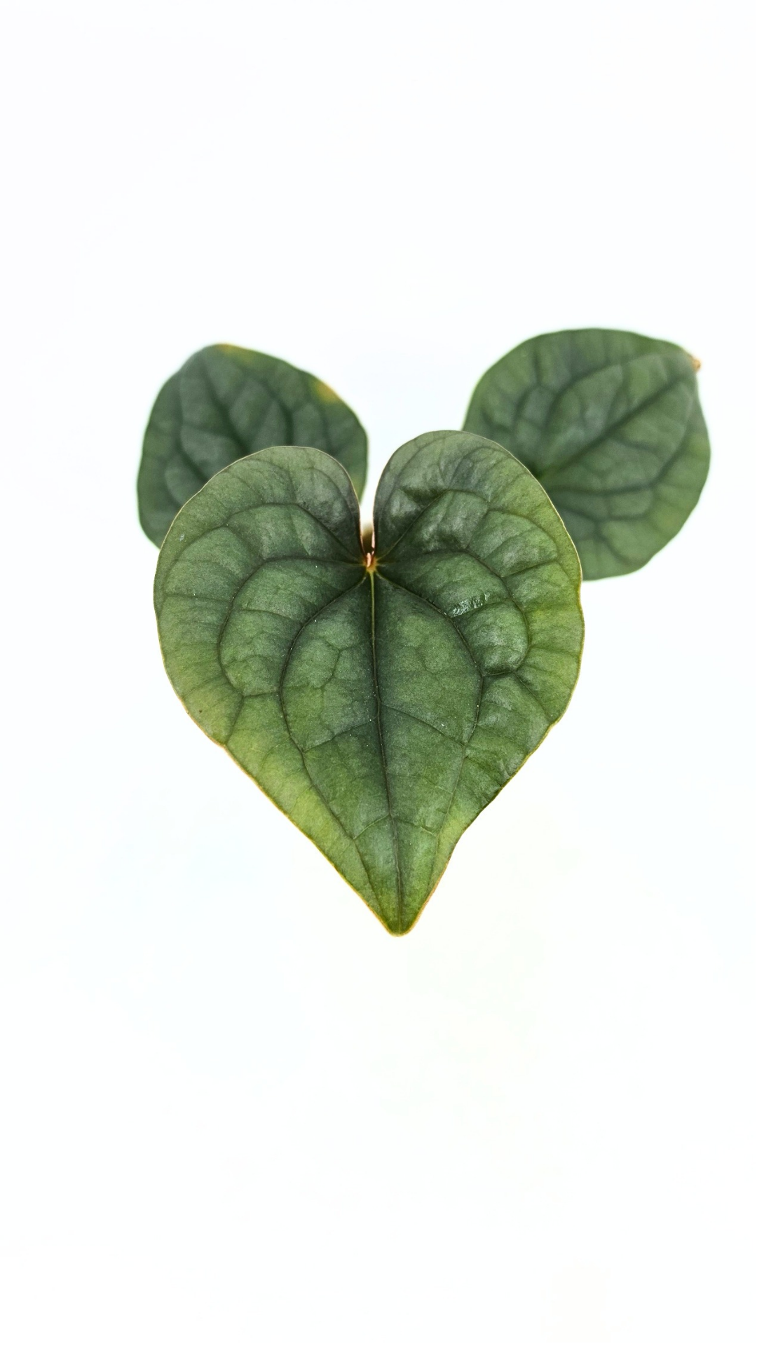 Rare indoor plant Anthurium Luxurians available for sale at rare house plant shop The Leaf Gallery in Perth, Western Australia
