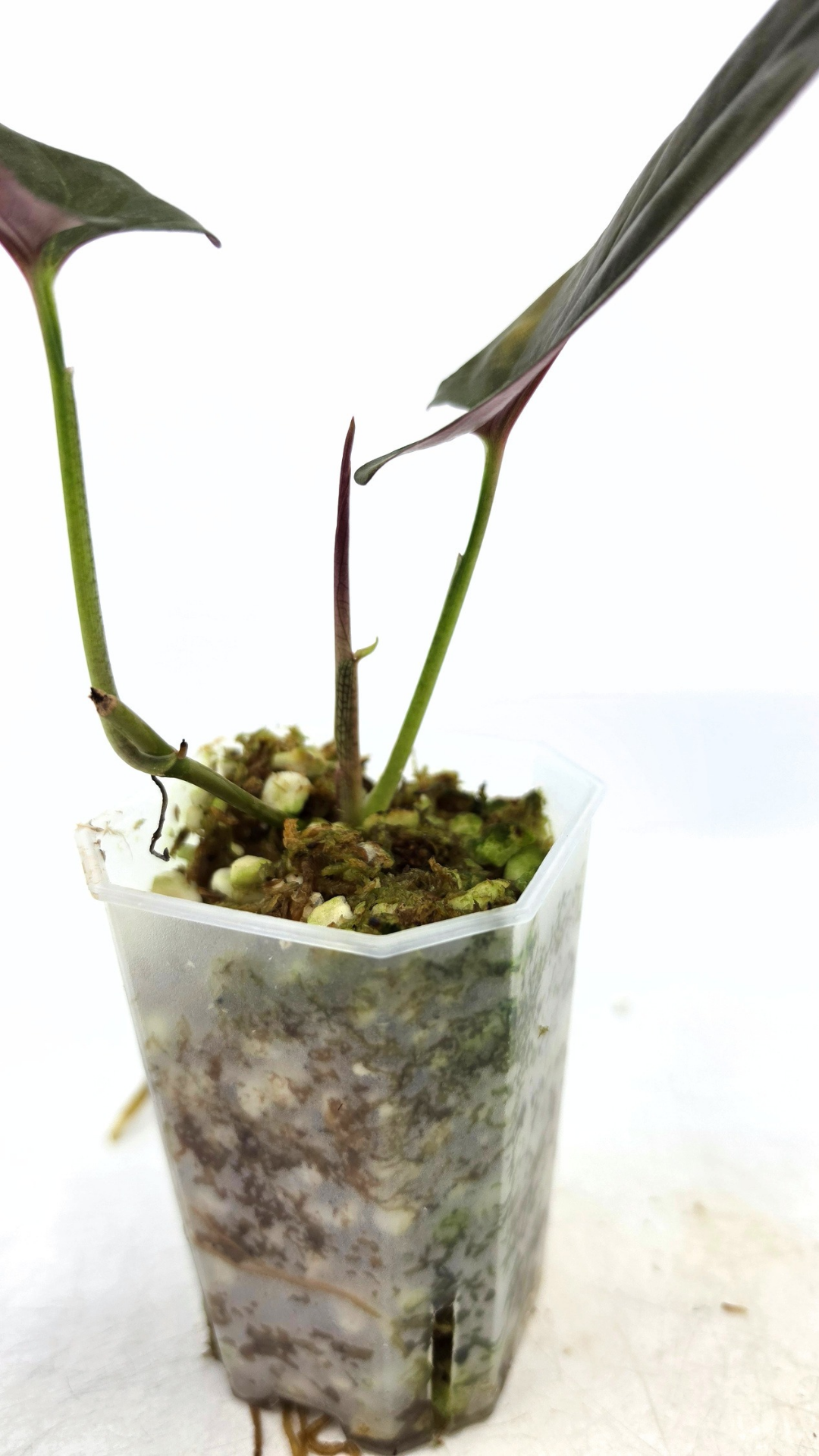 Rare indoor plant Syngonium Erythrophyllum Red Arrow available from rare houseplant shop The Leaf Gallery in Perth, Western Australia