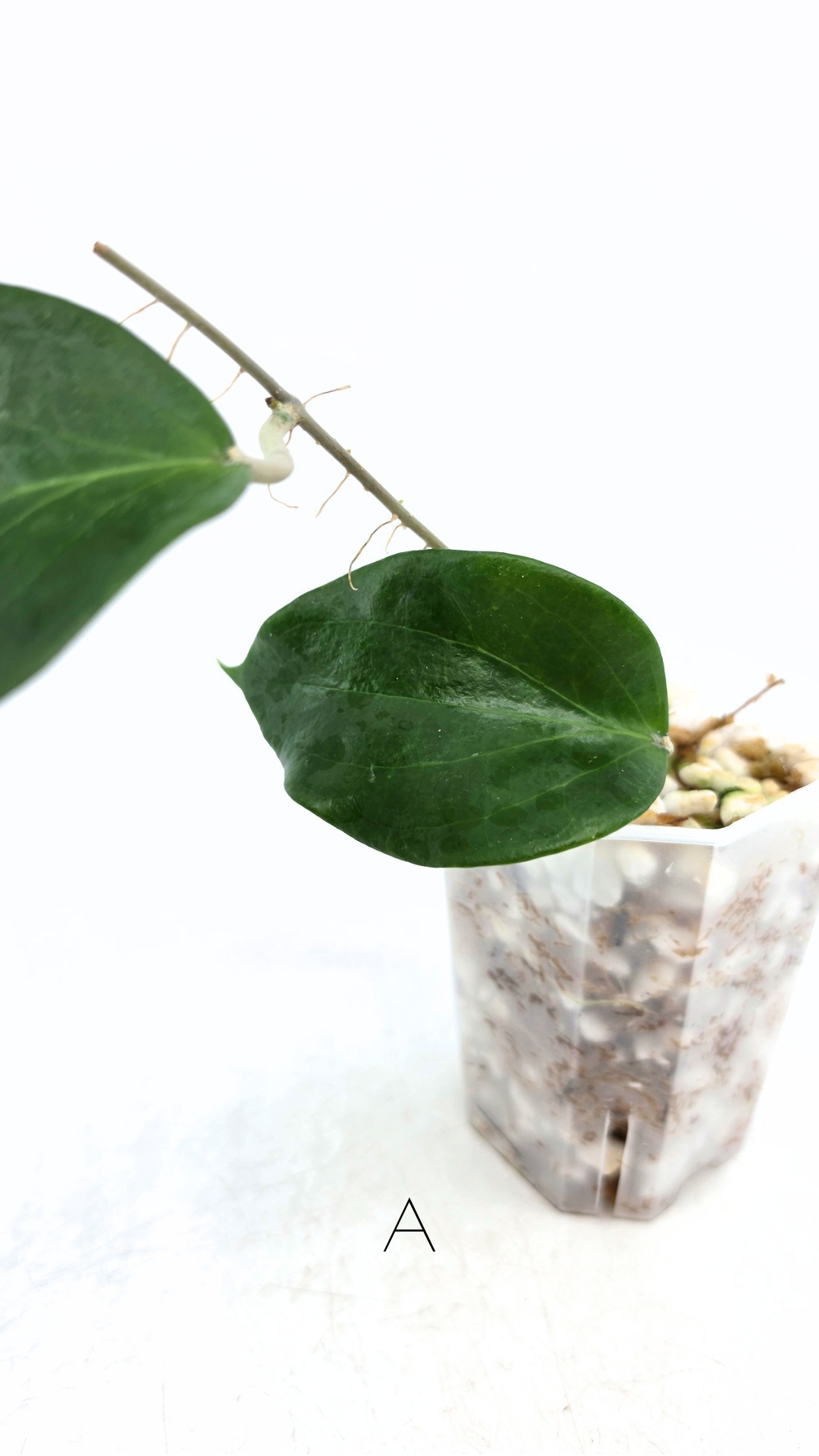 Rare waxplant Hoya Pentaphlebia available for sale at rare indoor plant shop The Leaf Gallery in Perth, Western Australia