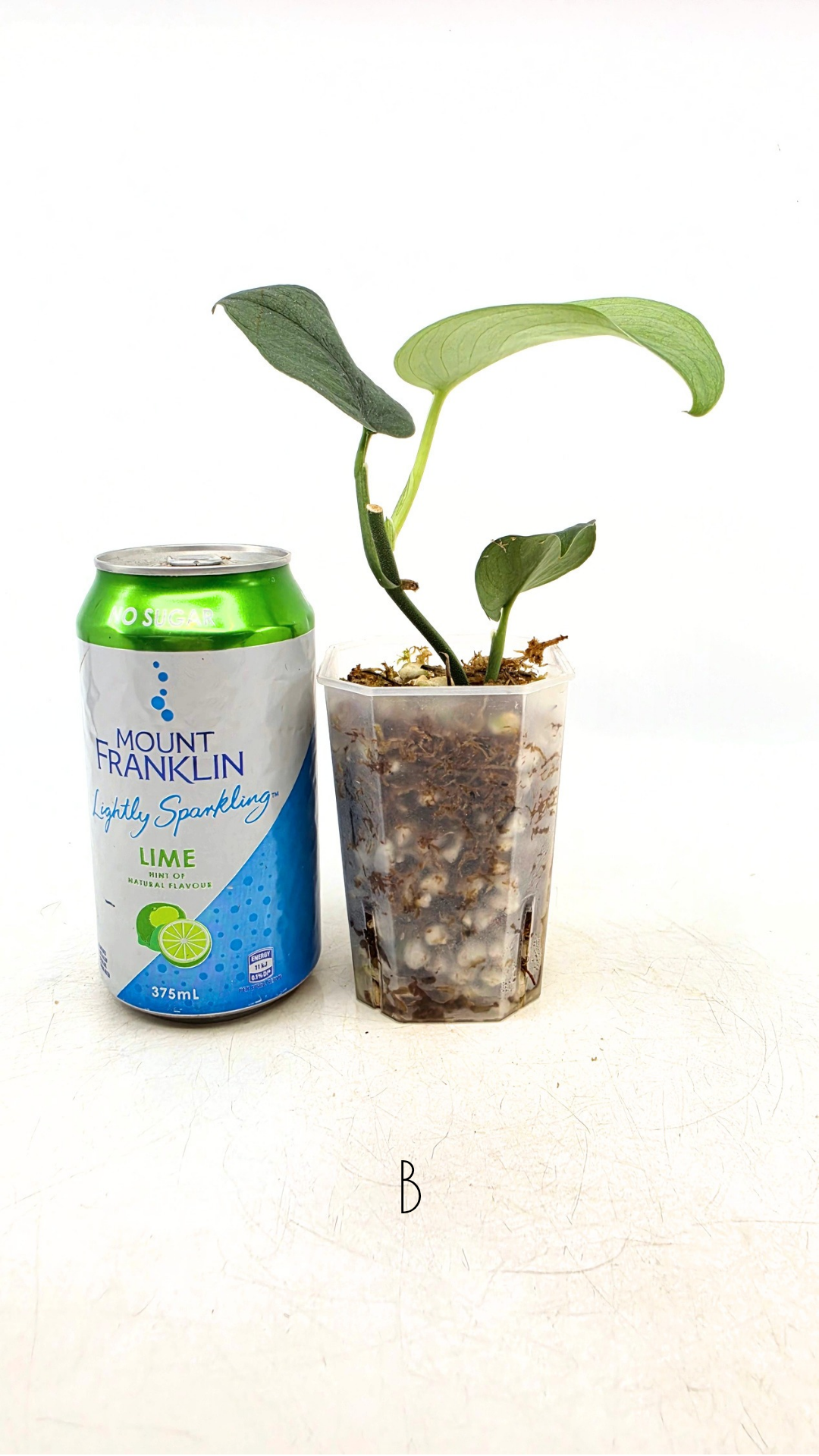 Rare indoor plant Scindapsus Platinum available for sale at rare plant shop The Leaf Gallery in Perth, Western Australia