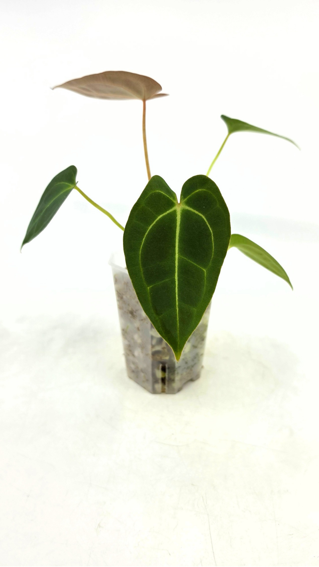 Rare anthurium hybrid Dark Forgetii x Bessae Aff available from rare plant shop The Leaf Gallery in Perth, Western Australia