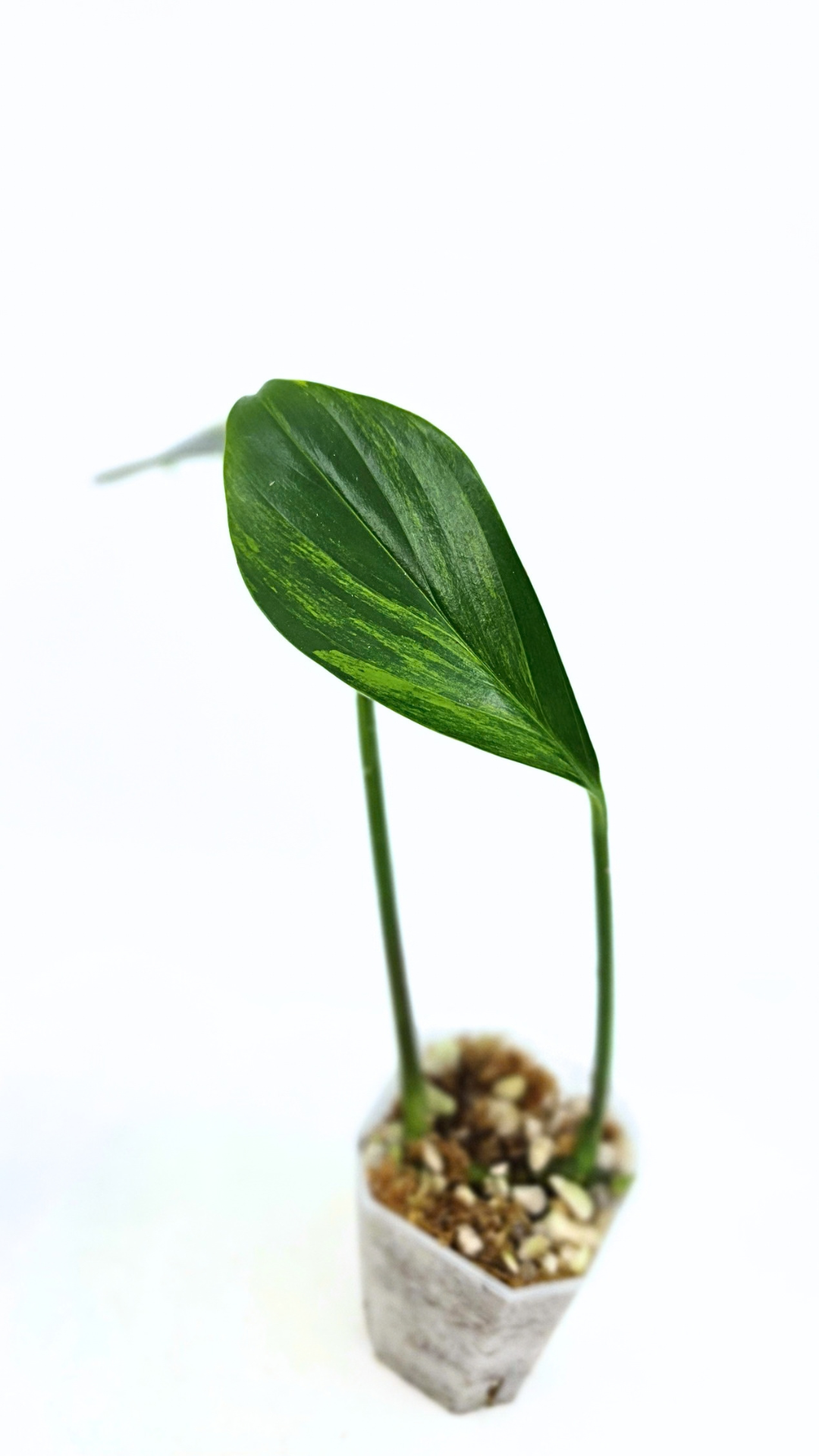 Rare indoor plant Raphidophora Decursiva Varigated (Dragon's Tail Varigated) by rare plant shop The Leaf Gallery in Perth, Western Australia