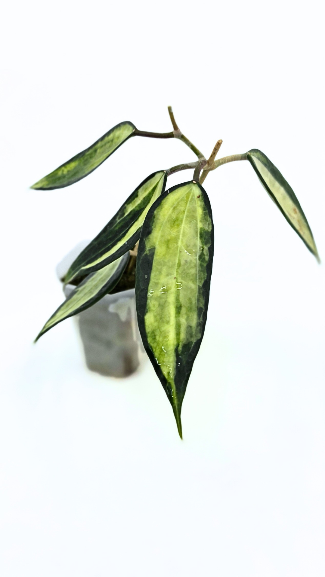 Rare waxplant Hoya Macrophylla Pot of Gold available for sale at rare indoor plant shop The Leaf Gallery in Perth, Western Australia