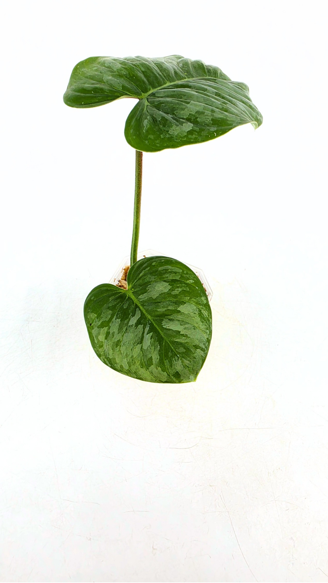 Uncommon indoor plant Philodendron Sodiroi available at rare plant shop The Leaf Gallery in Perth