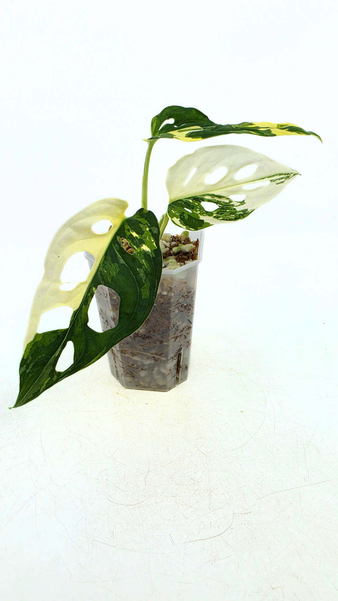 Rare indoor plant Monstera Adansonii Albo Varigated available for sale at rare houseplant shop The Leaf Gallery in Perth, Western Australia