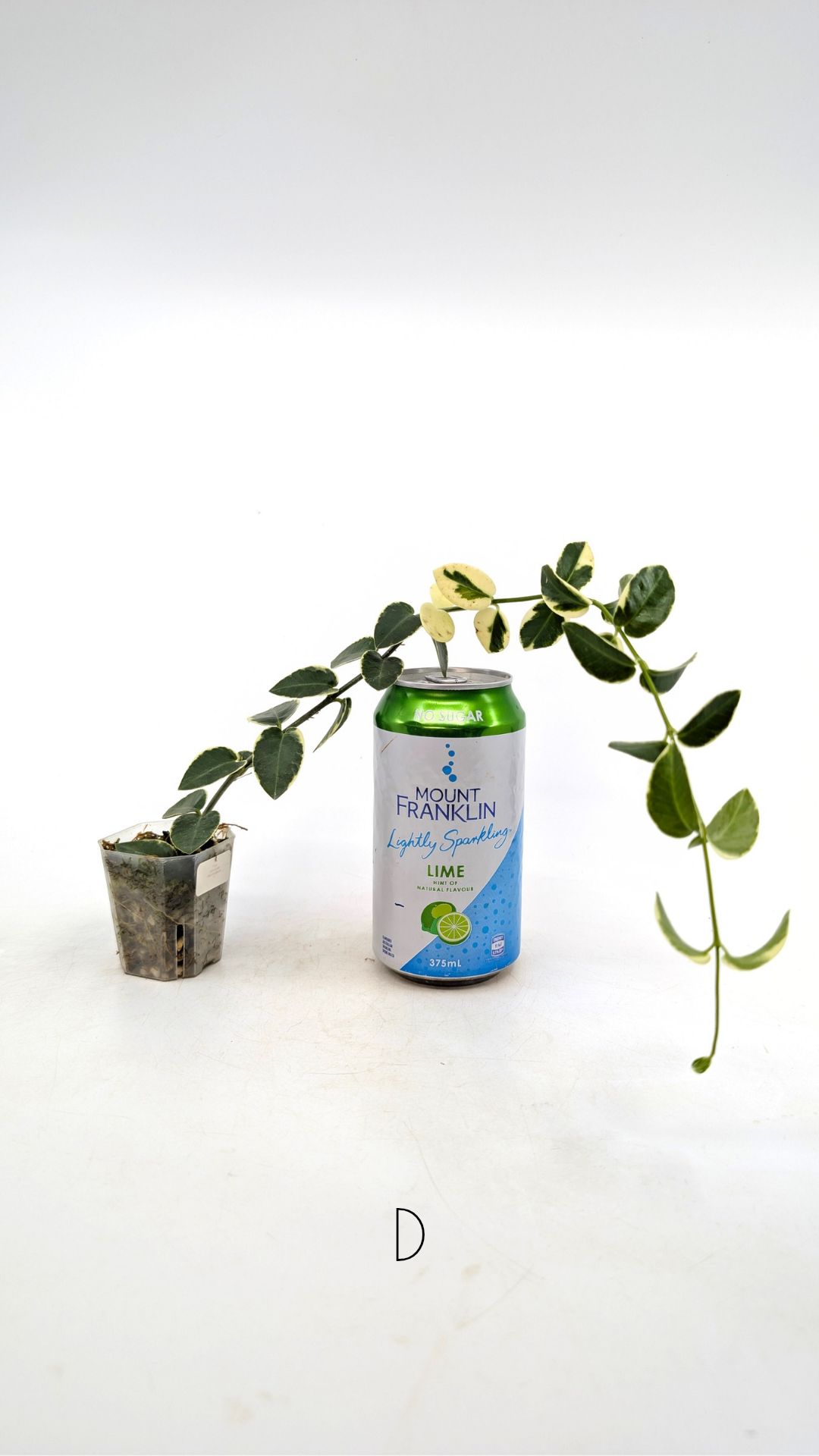 Rare waxplant Hoya Cumingiana Albo available for sale at rare indoor plant shop The Leaf Gallery in Perth, Western Australia